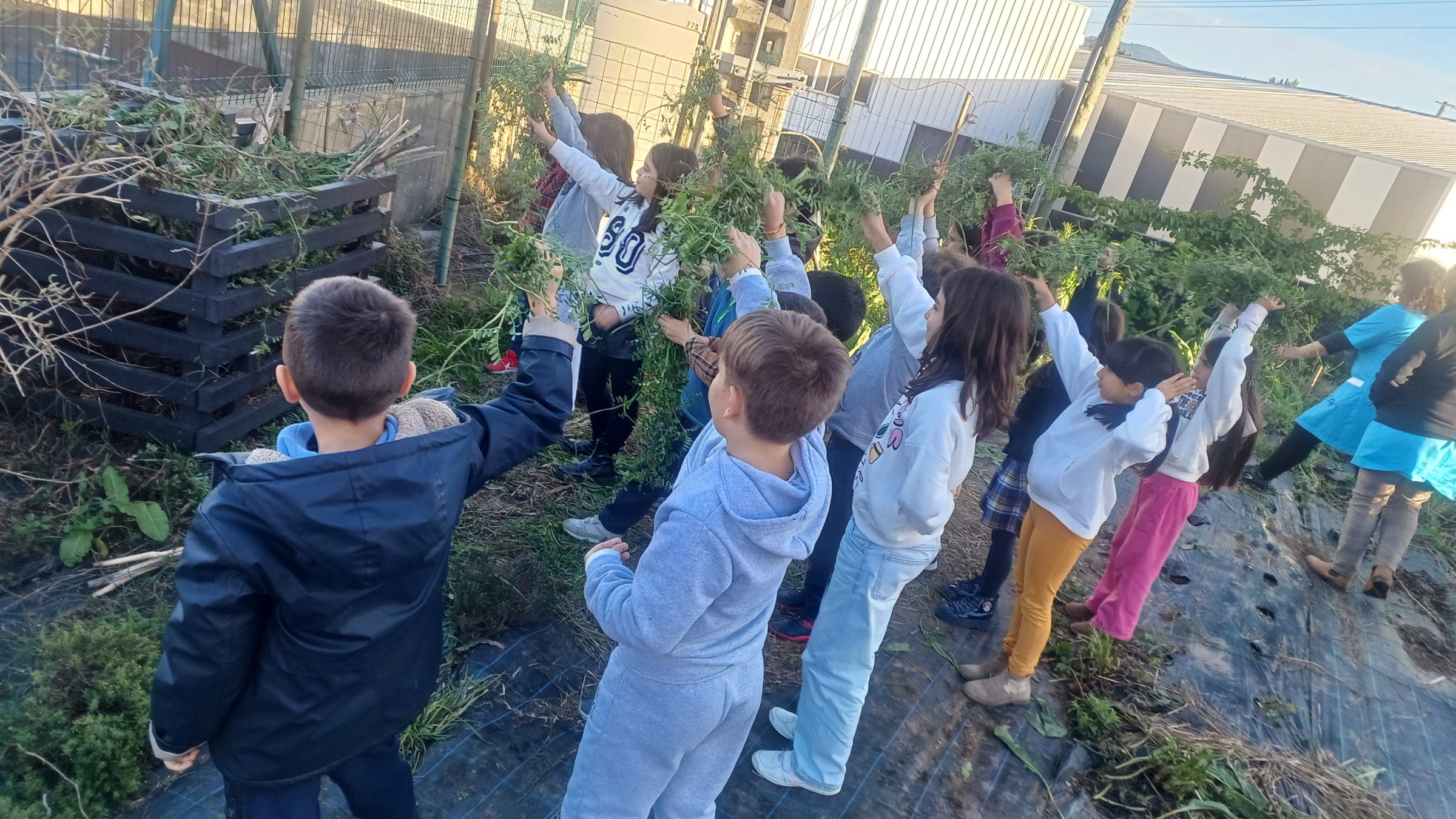 Alunos colocando as ervas no compostor.