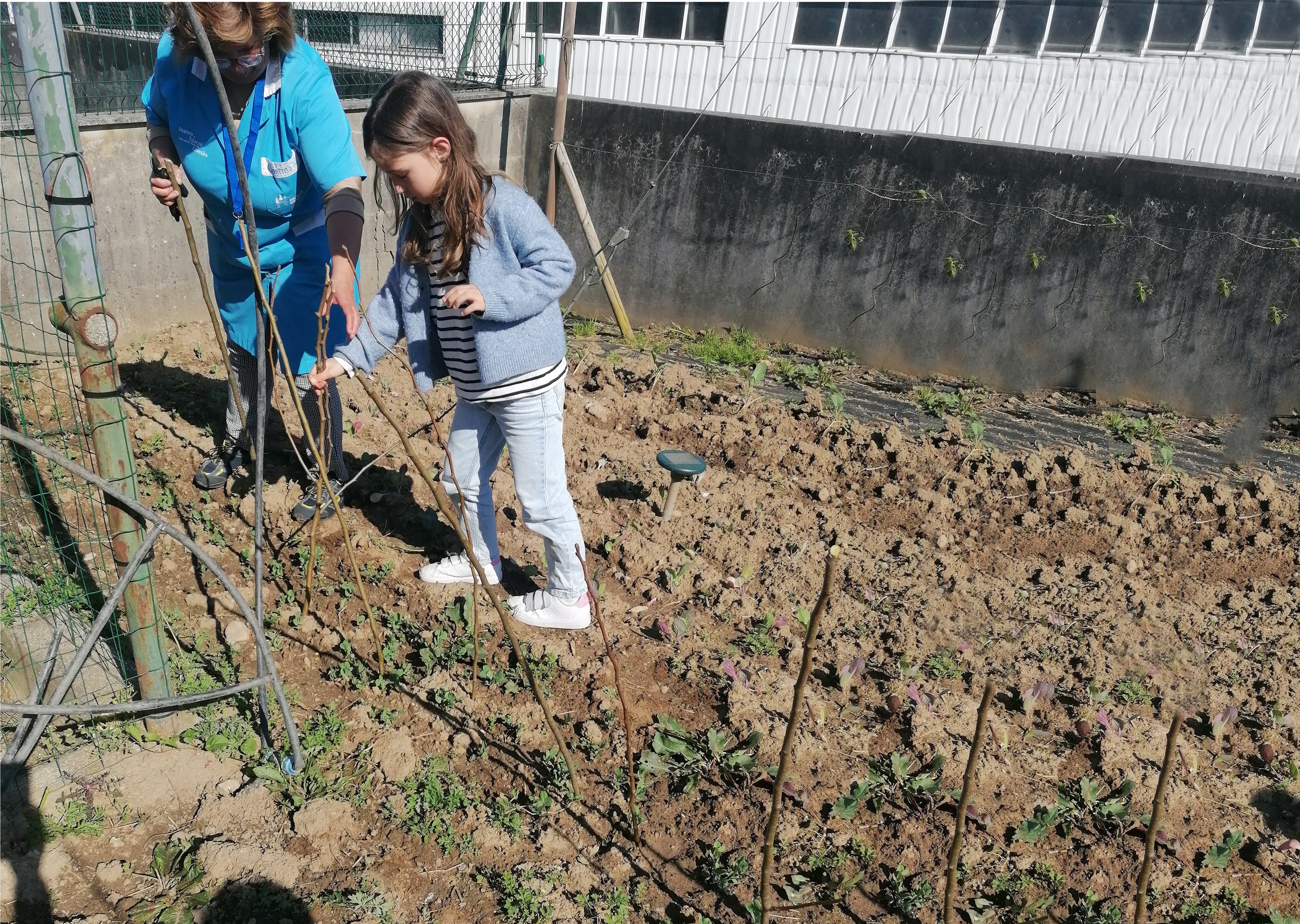 Alunos colocando estacas nas ervilhas acompanhados pelos adultos (Assistente Operacional).