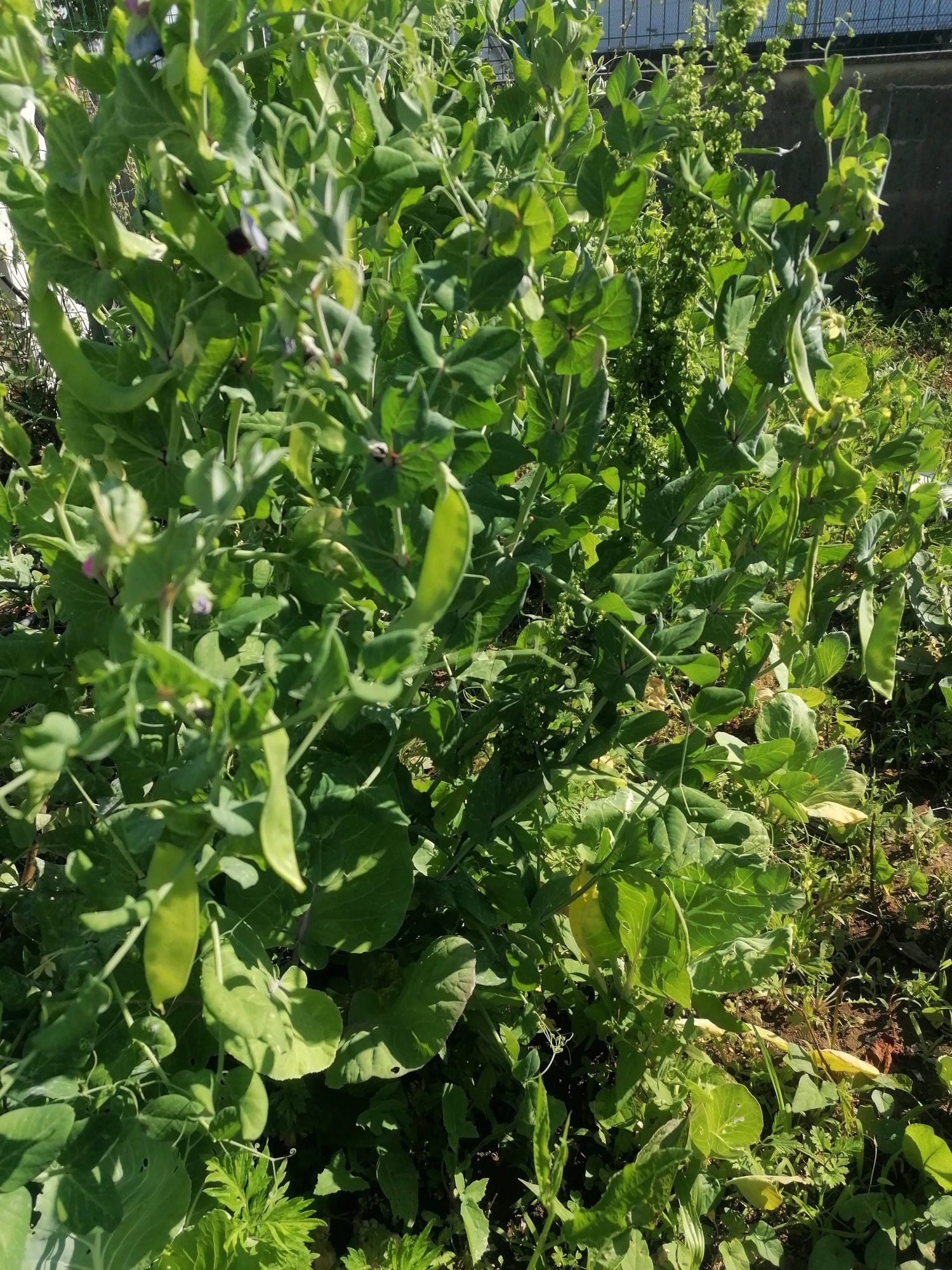 Ervilhas colhidas na horta biológica
