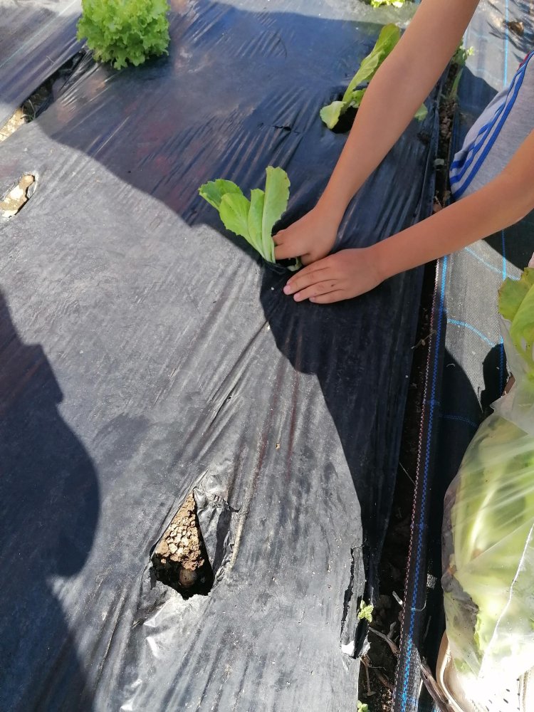 Alfaces plantadas pelos alunos na horta biológica