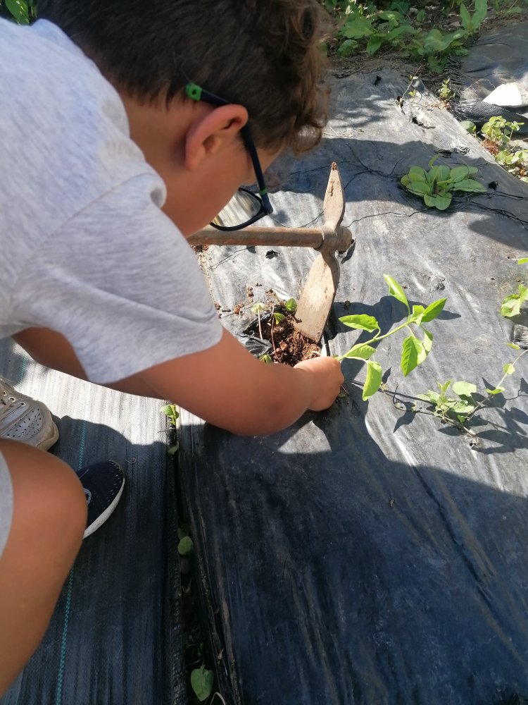 Pimentos plantados pelos alunos na horta biológica