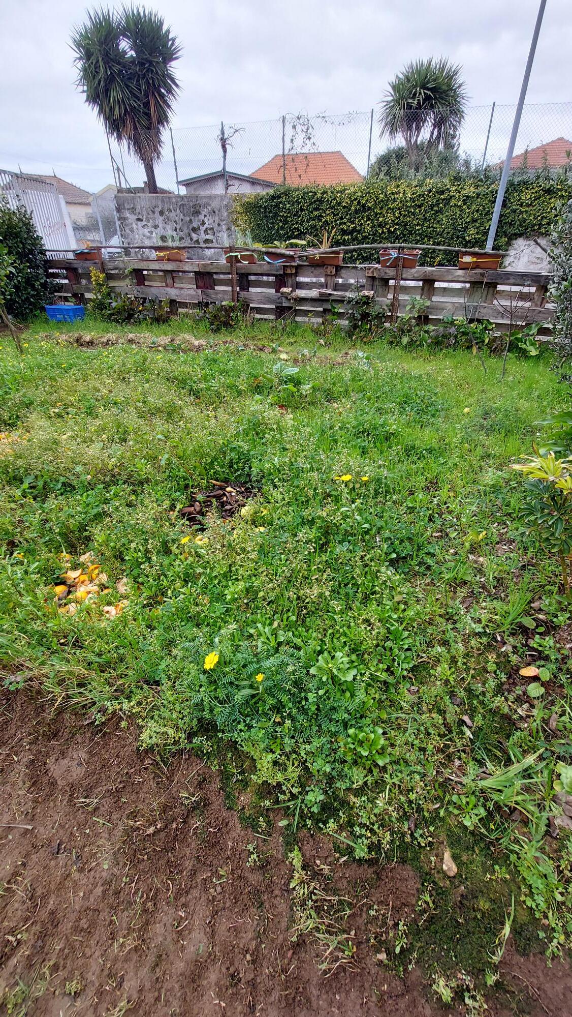 Primeira etapa: revolver a terra, tirar as ervas. 
Desenvolvida com o envolvimento da comunidade escolar.
Fevereiro 2025