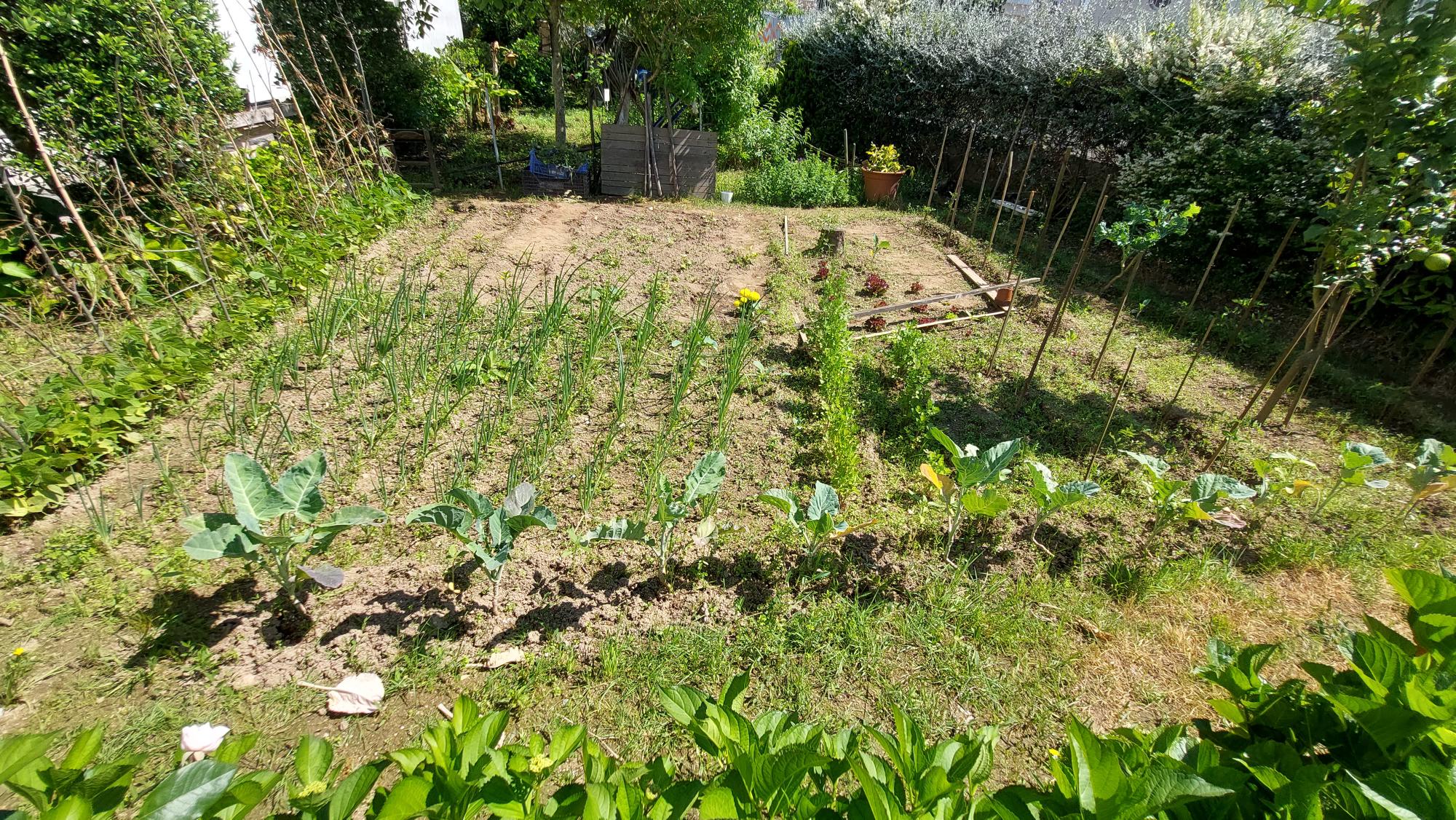 Desenvolvimento da horta: cebolas, feijão, curgetes, alfaces, tomateiros, coentros, salsa, cravos tunicos, pimentos, alfazema,.. Existência de estacas de apoio, boa separação entre as culturas. Ao longo do mês de abril.