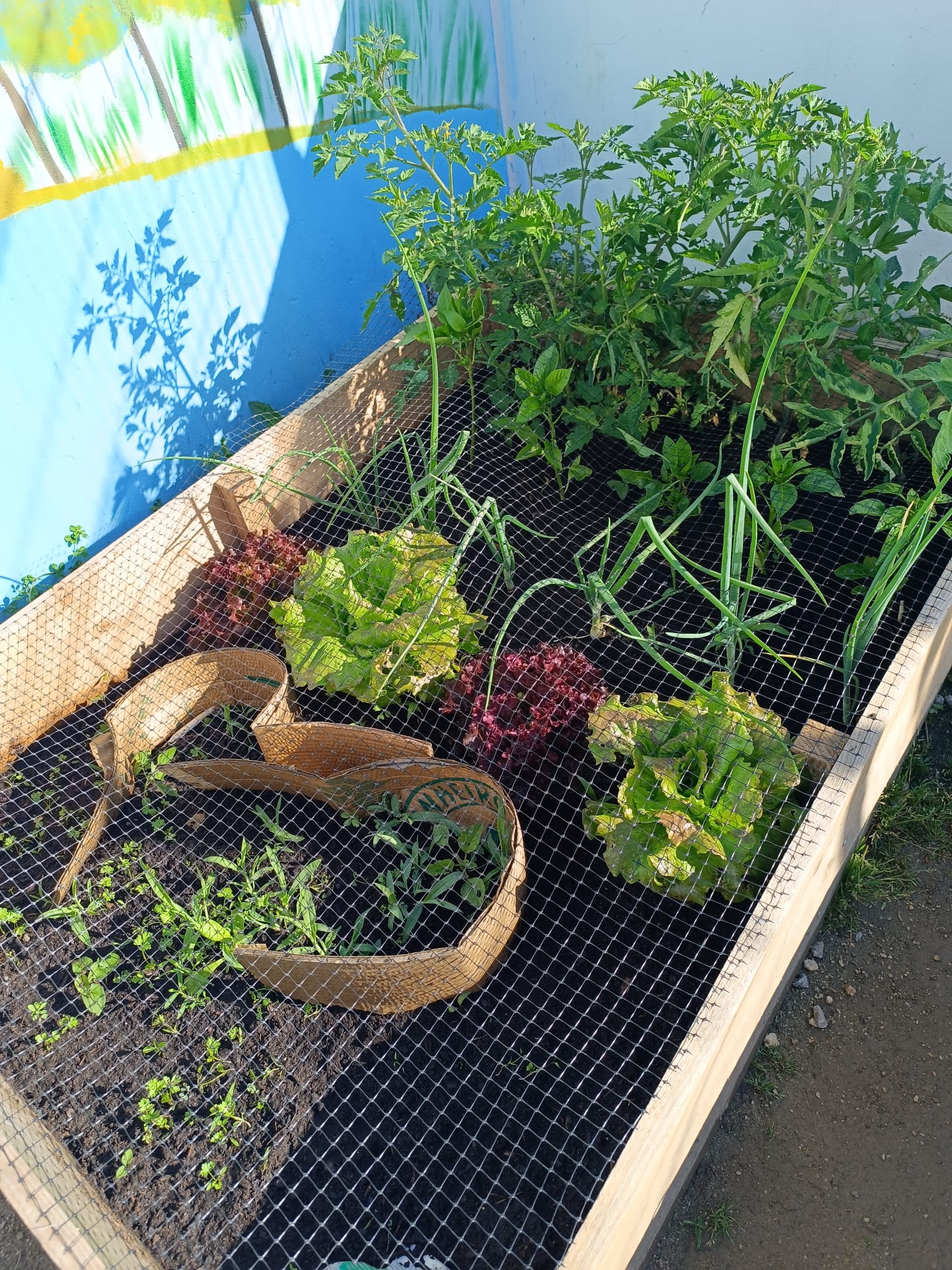 Produtos da horta em crescimento.