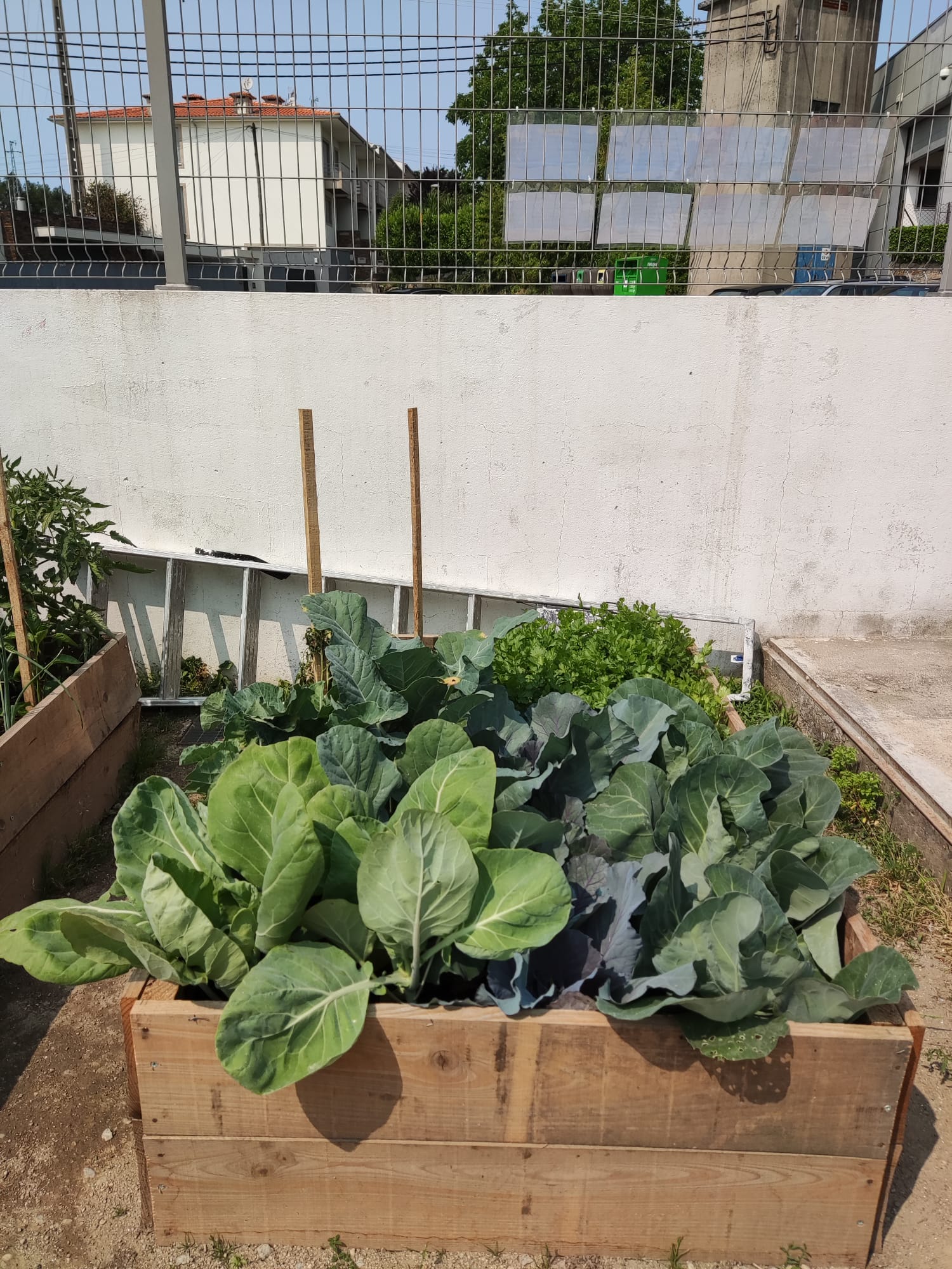 Produtos da horta em crescimento.