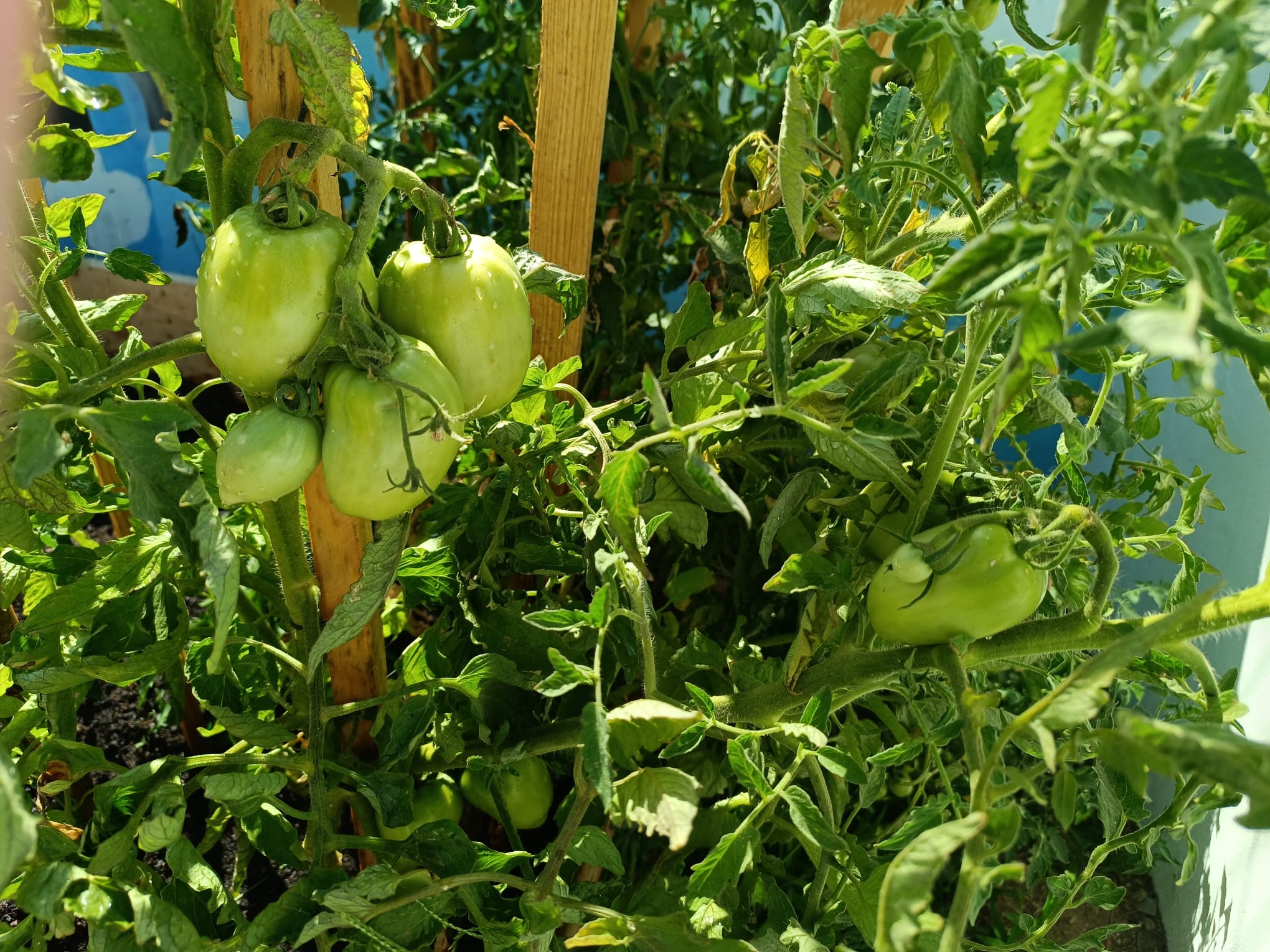 Produtos da horta em crescimento.