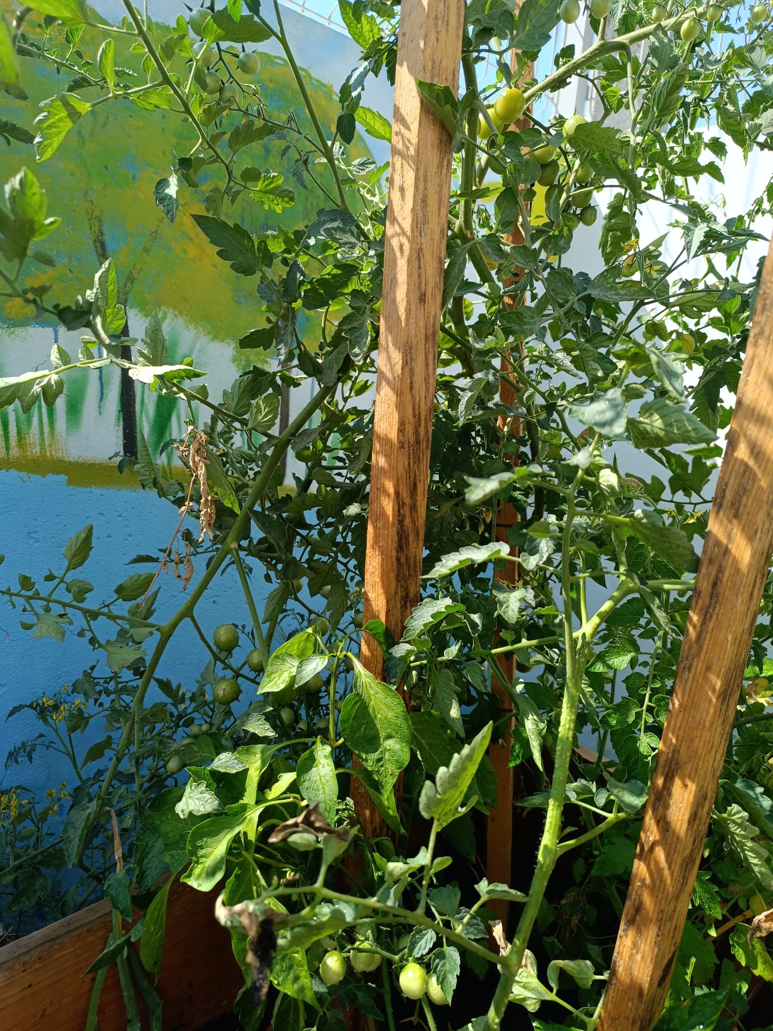 Produtos da horta em crescimento.