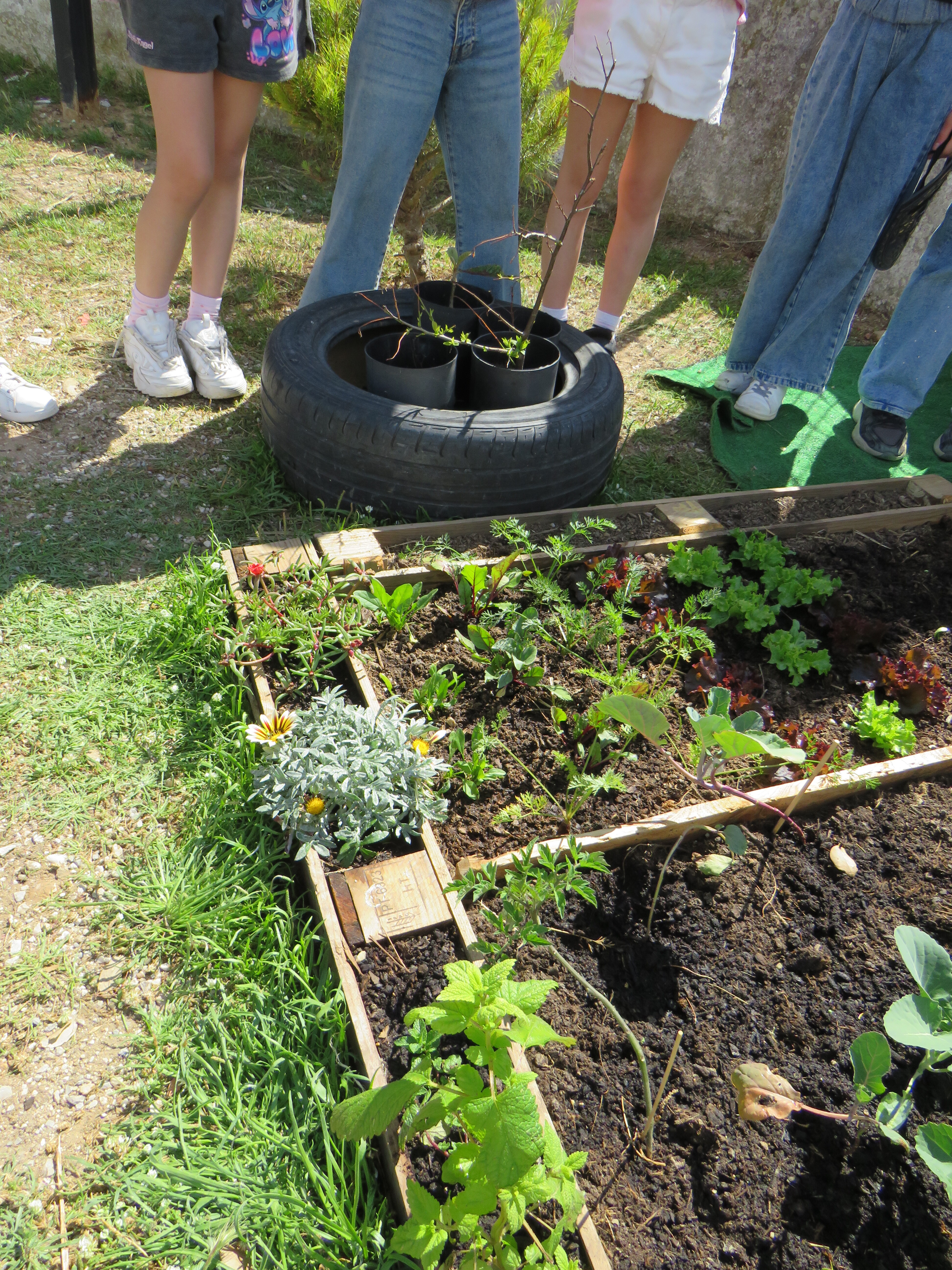 MANUTENÇÃO
Os alunos semearam, plantaram e regaram alargando os conhecimentos nesta área e percebendo a necessidade de proteger e cuidar das plantas para o seu bom desenvolvimento. Com entusiasmo participaram ativamente.