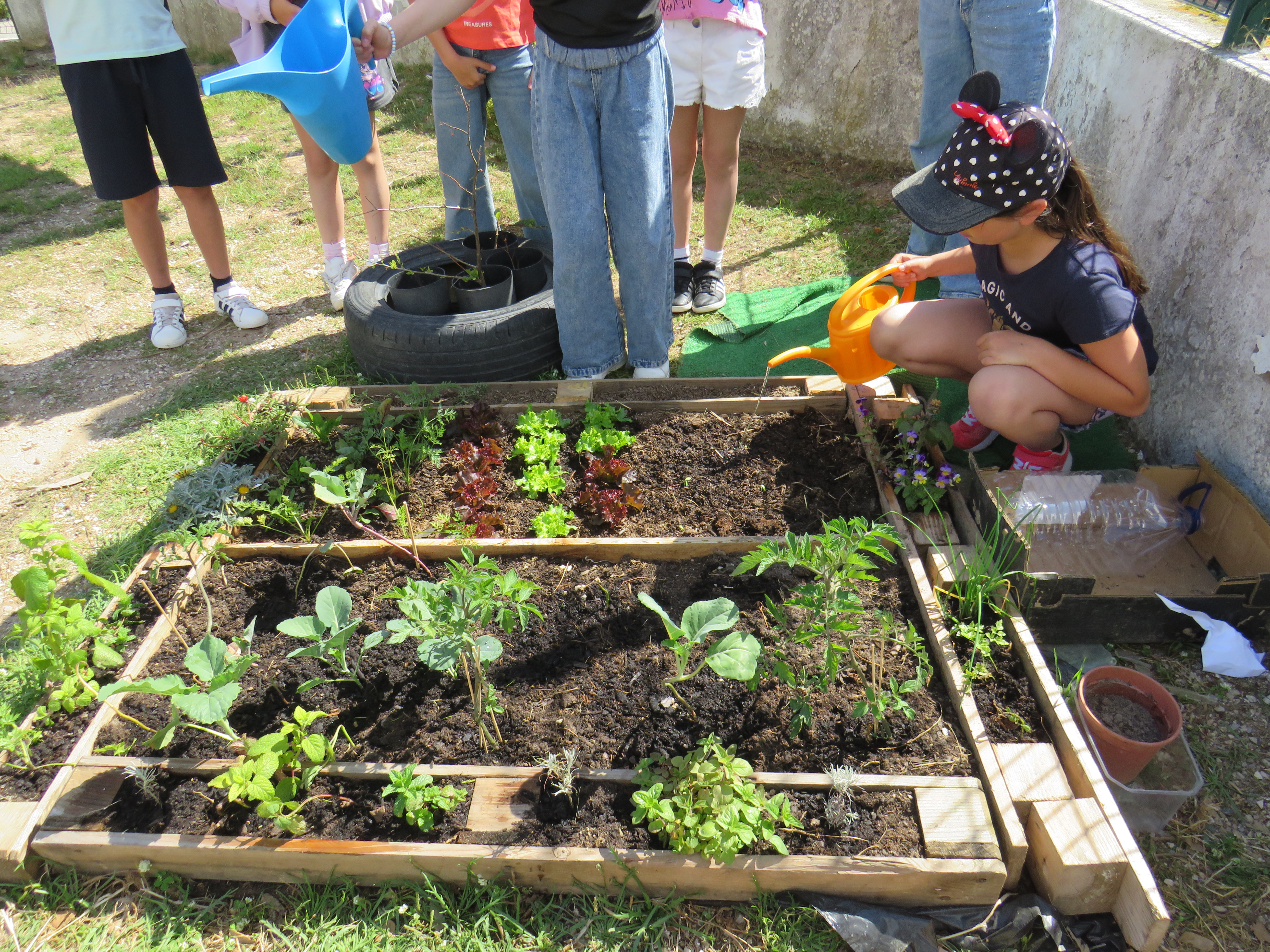MANUTENÇÃO
Os alunos semearam, plantaram e regaram alargando os conhecimentos nesta área e percebendo a necessidade de proteger e cuidar das plantas para o seu bom desenvolvimento. Com entusiasmo participaram ativamente.