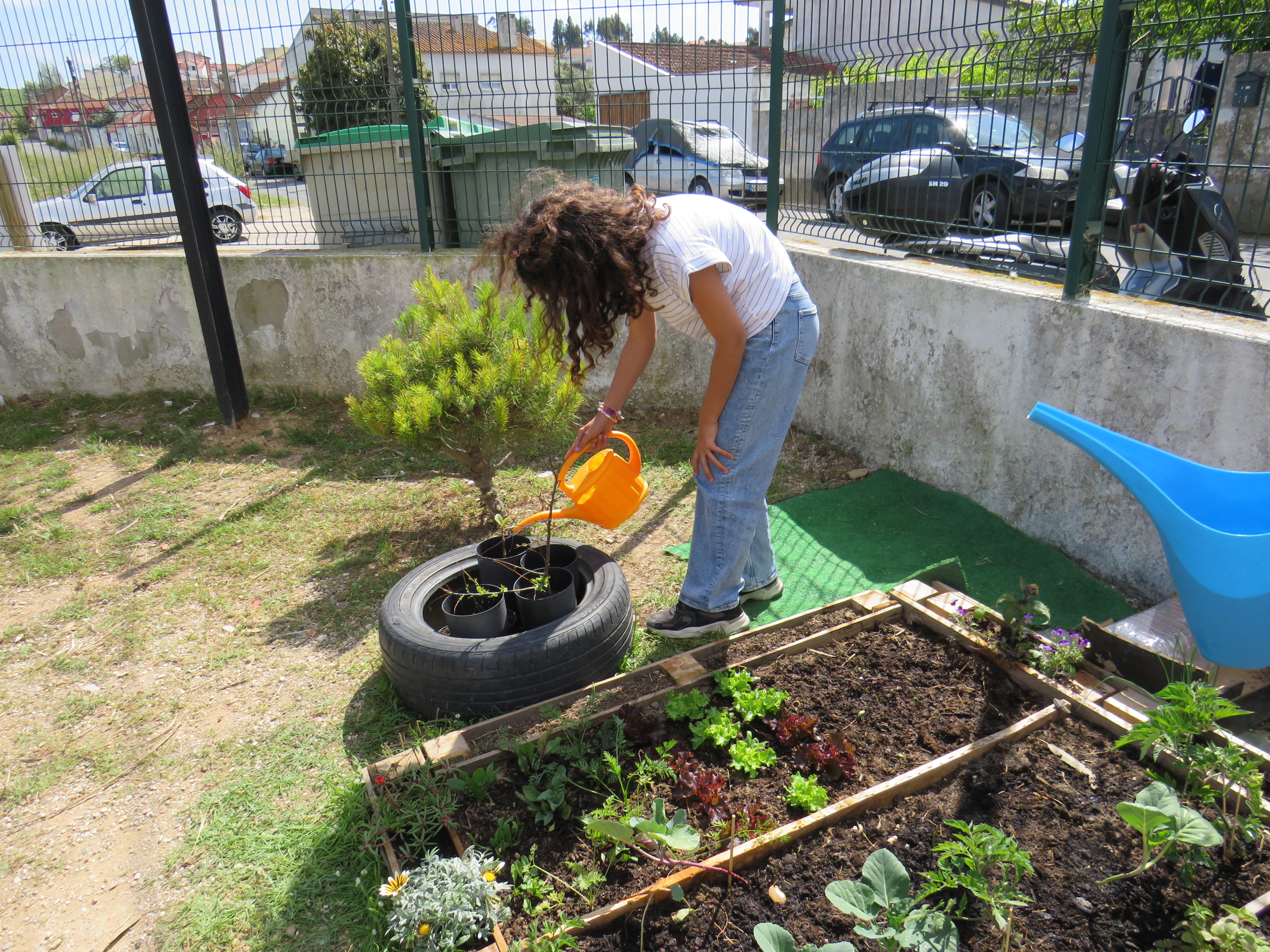 MANUTENÇÃO
Os alunos semearam, plantaram e regaram alargando os conhecimentos nesta área e percebendo a necessidade de proteger e cuidar das plantas para o seu bom desenvolvimento. Com entusiasmo participaram ativamente.