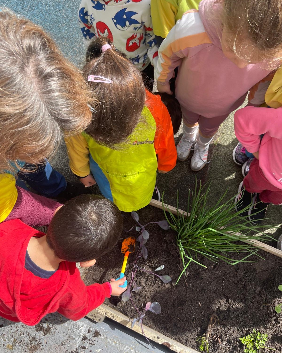 Plantação da couve roxa.
Previamente as crianças  tiveram conhecimento que iriam construir uma horta no recreio exterior. Na horta exploraram a terra, utensílios de jardim, observaram a planta e plantaram as couves roxas.