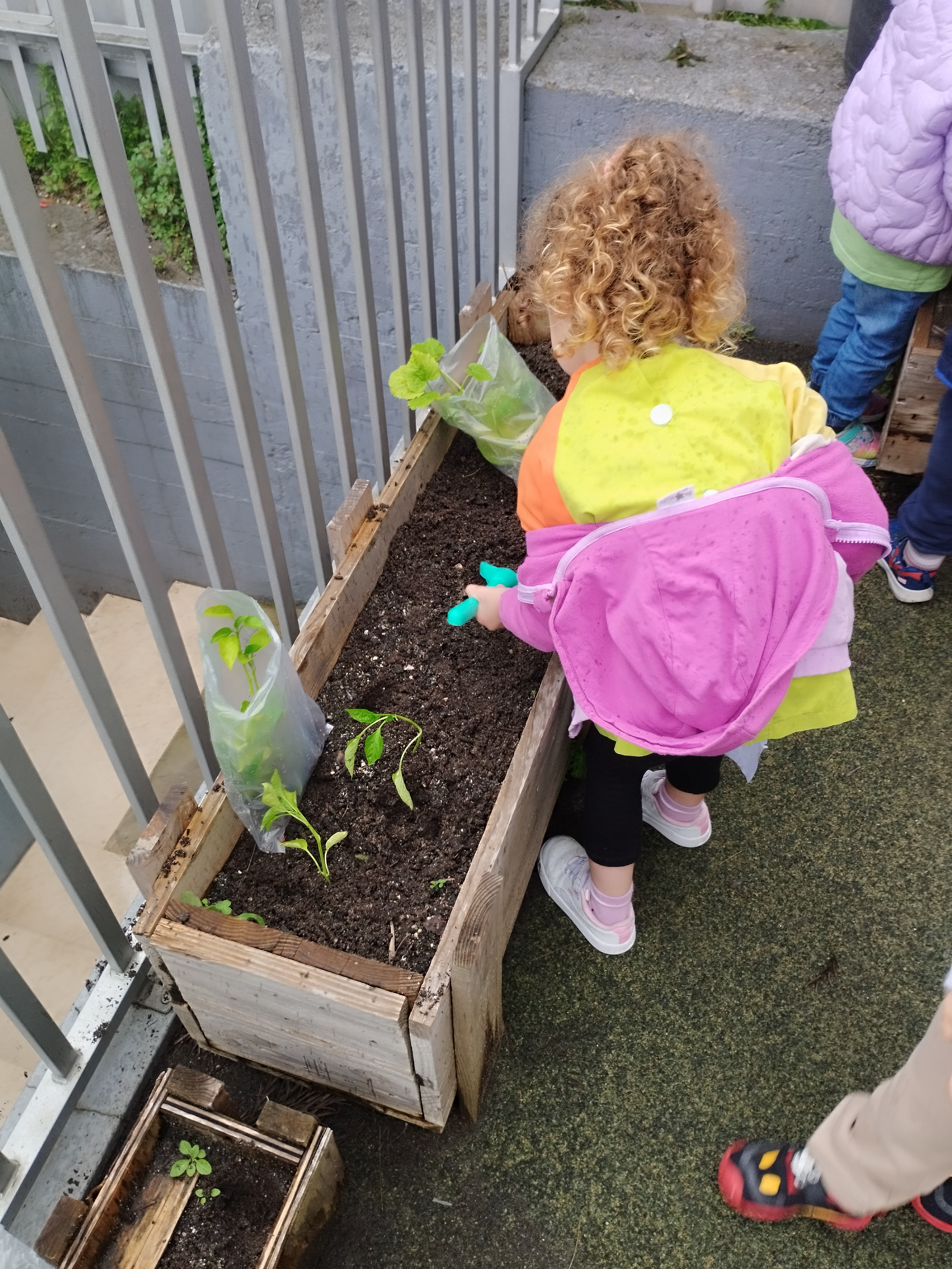 Plantação dos pimentos e de curgete.
Previamente as crianças  tiveram conhecimento que iriam construir uma horta no recreio exterior. Na horta exploraram a terra, utensílios de jardim, observaram a planta e plantaram os pimentos e curgetes.