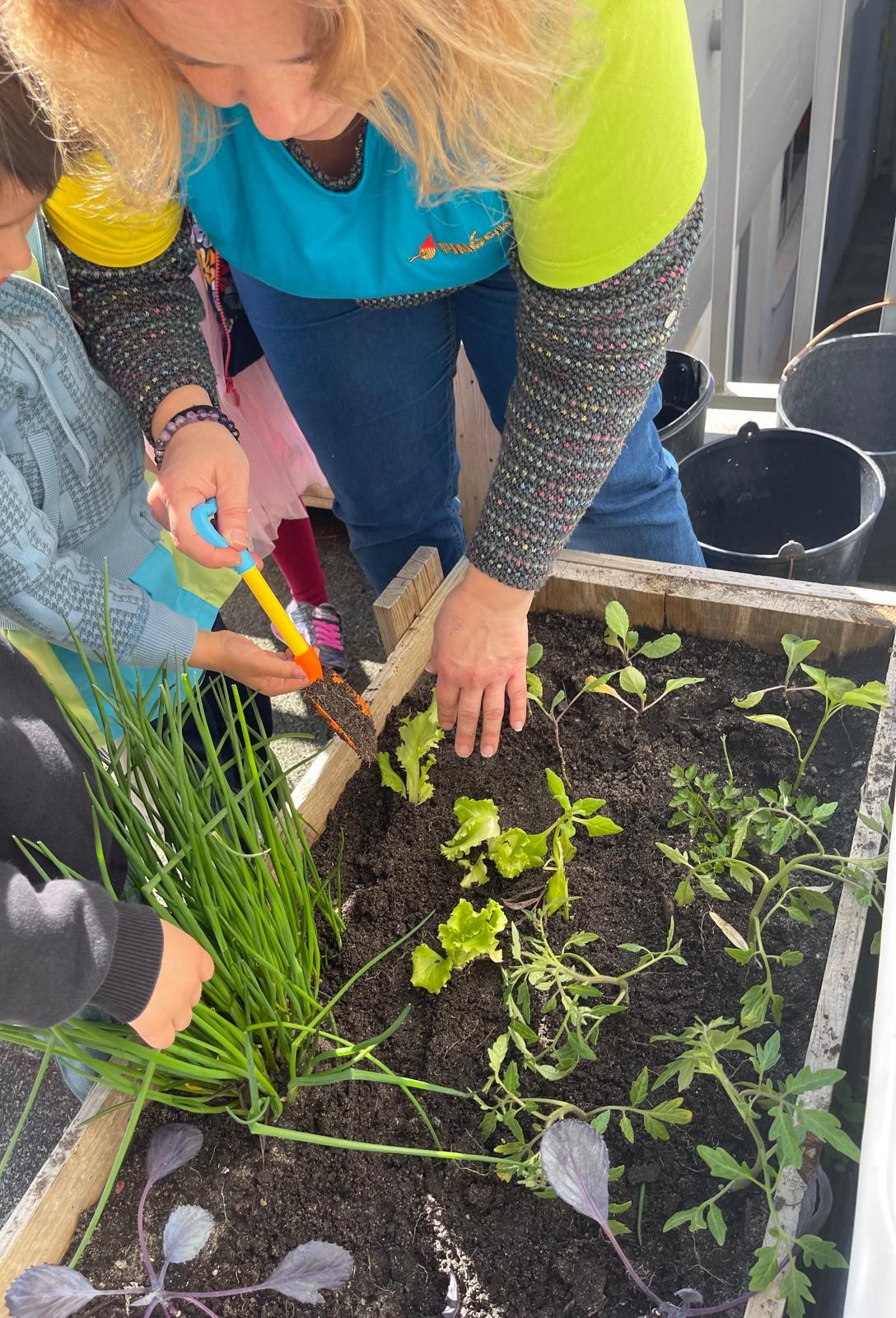 Plantar alfaces.
Por vontade das crianças e à vez a educadora ajuda a criança a plantar as alfaces utilizando recursos de jardinagem.