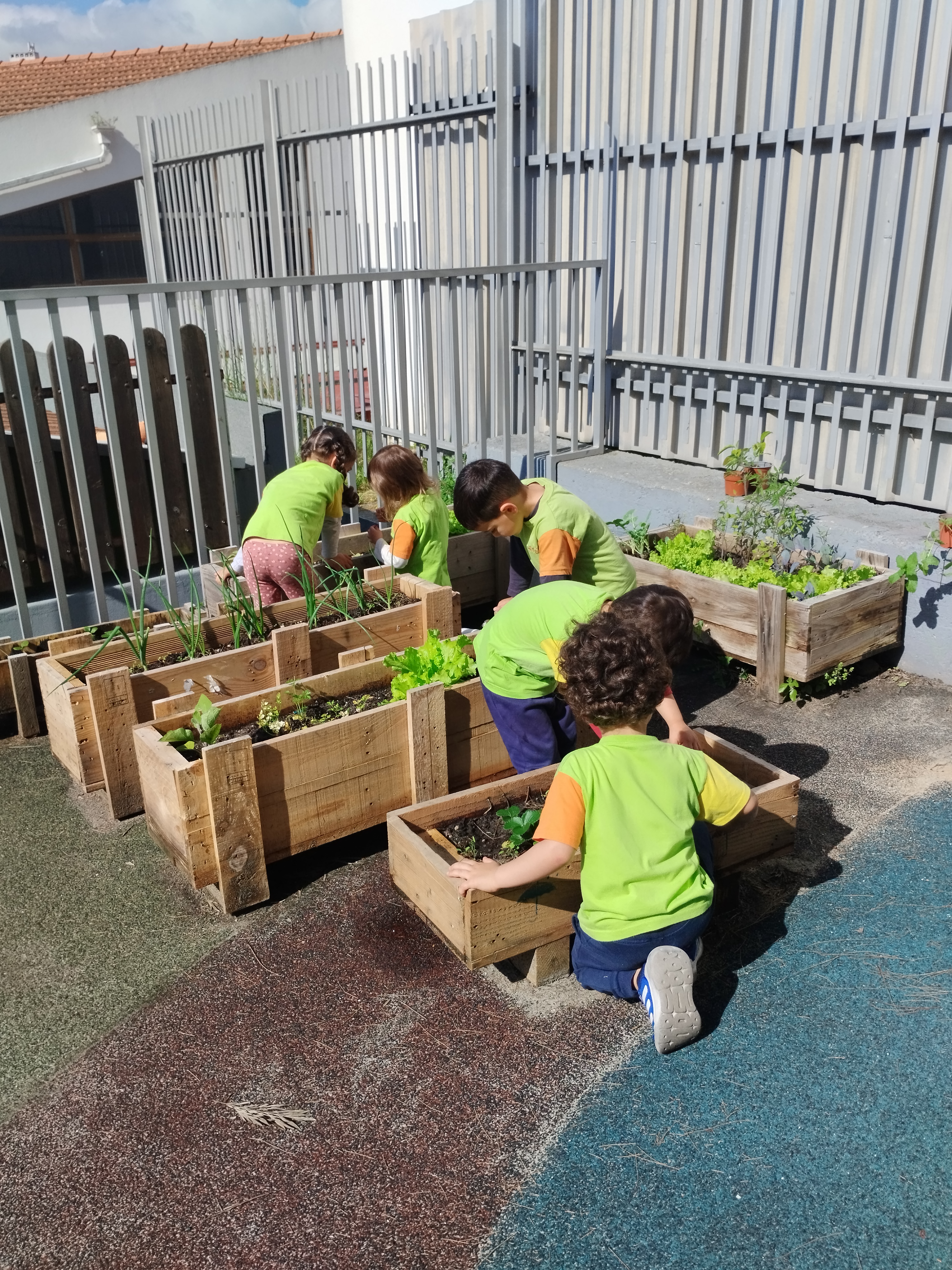 Cuidar da horta. Nesta imagem podemos observar algumas crianças, escolhidas aleatoriamente pelos dois grupos do pré-escolar, que vão diariamente verificar se há necessidade de retirar ervas e recolher caracóis para outro local do seu habitat.