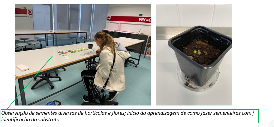 Preparação e escolha de sementes