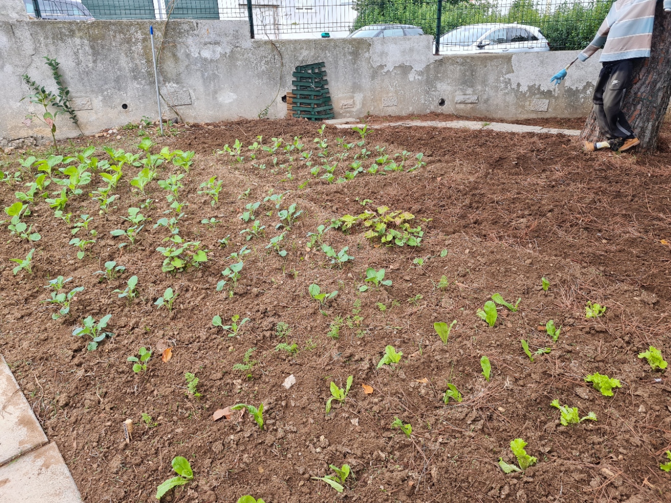 Plantação de couves, cenouras, ervilhas, favas,...