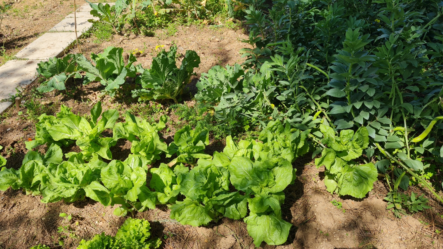 Plantação de alfaces, couves e favas.