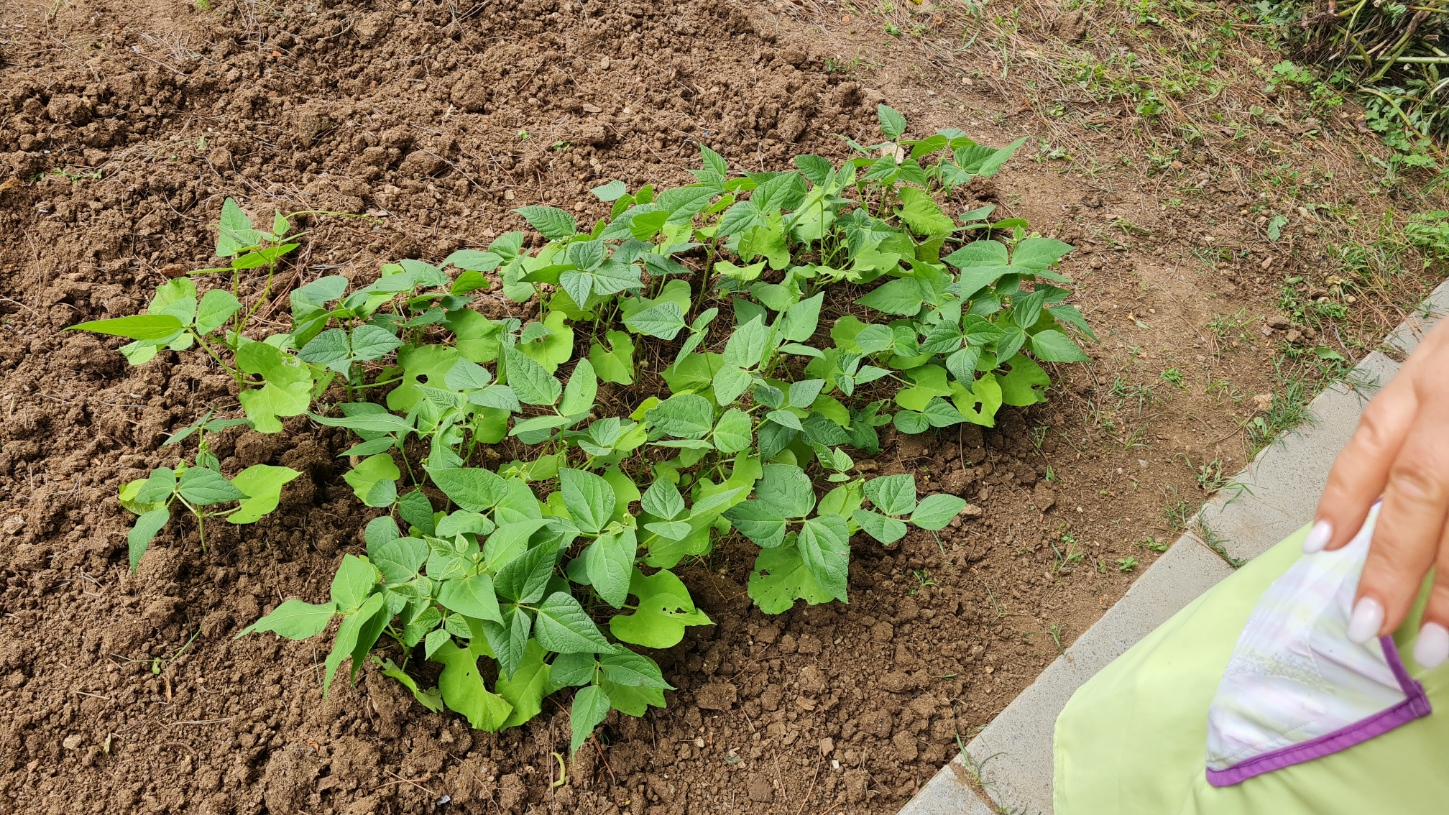 Plantação de feijão.