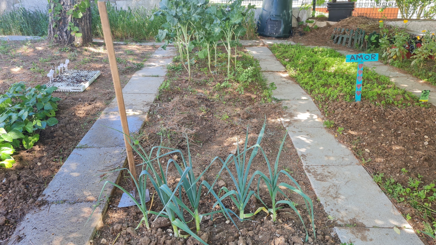 Plantação de alho-francês, couves, chuchu(no tronco do pinheiro), salsa, coentros e sementeiras.