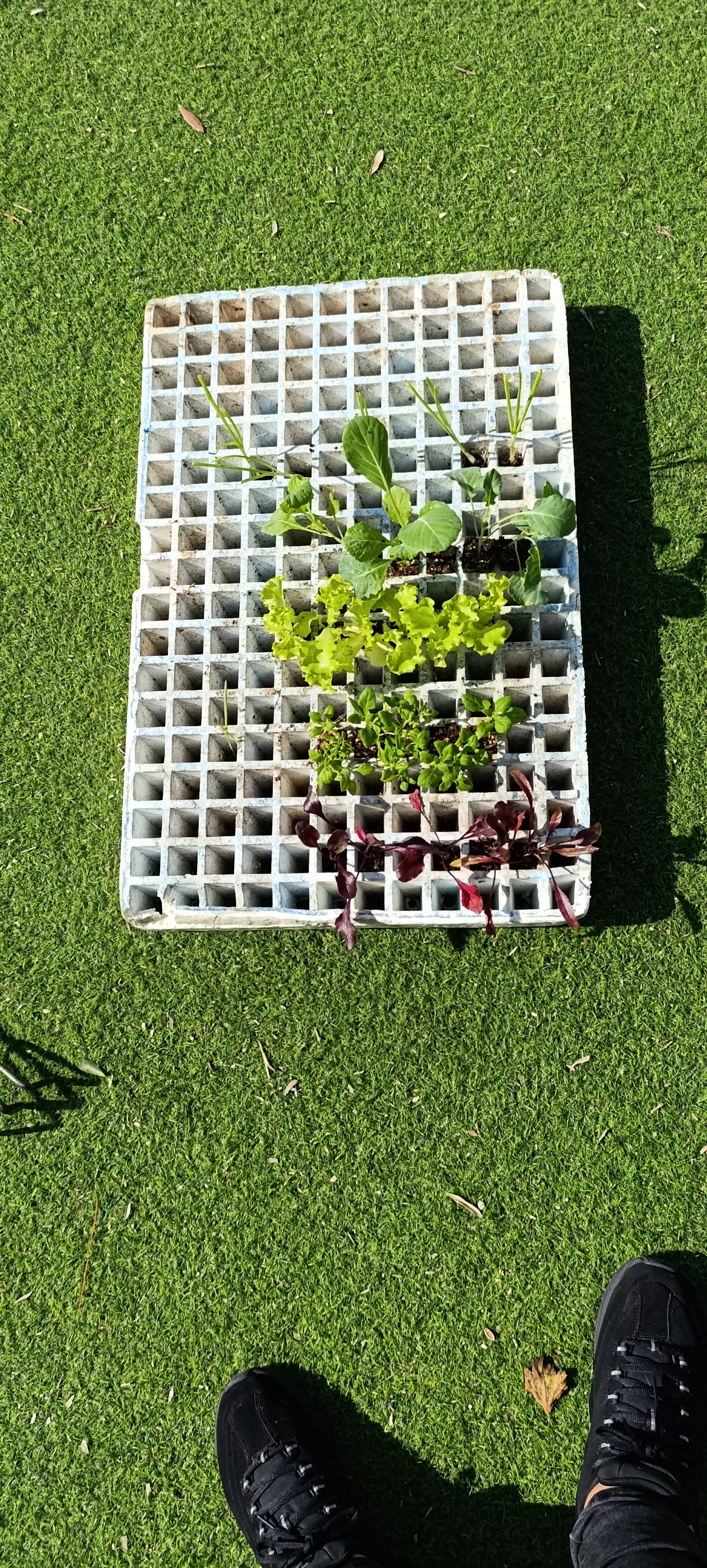 Cultivo
Cada sala tem uma horta e a sala de jardim de infância tem duas hortas, à vez casa sala foi cultivar os alimentos: beterraba, alfaces, couves, cebolas e espinafres.