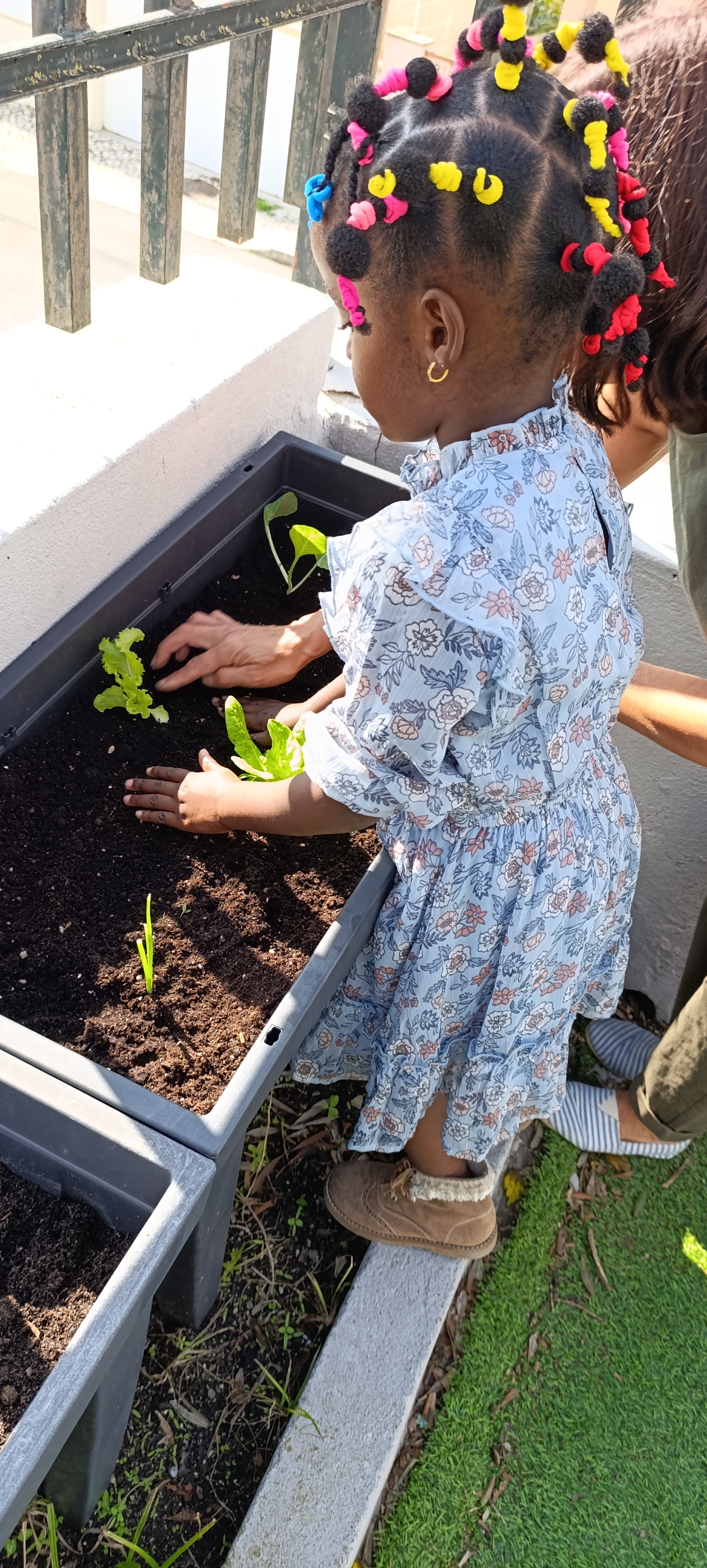 Hortas móveis
A sala de jardim de infância a plantar.