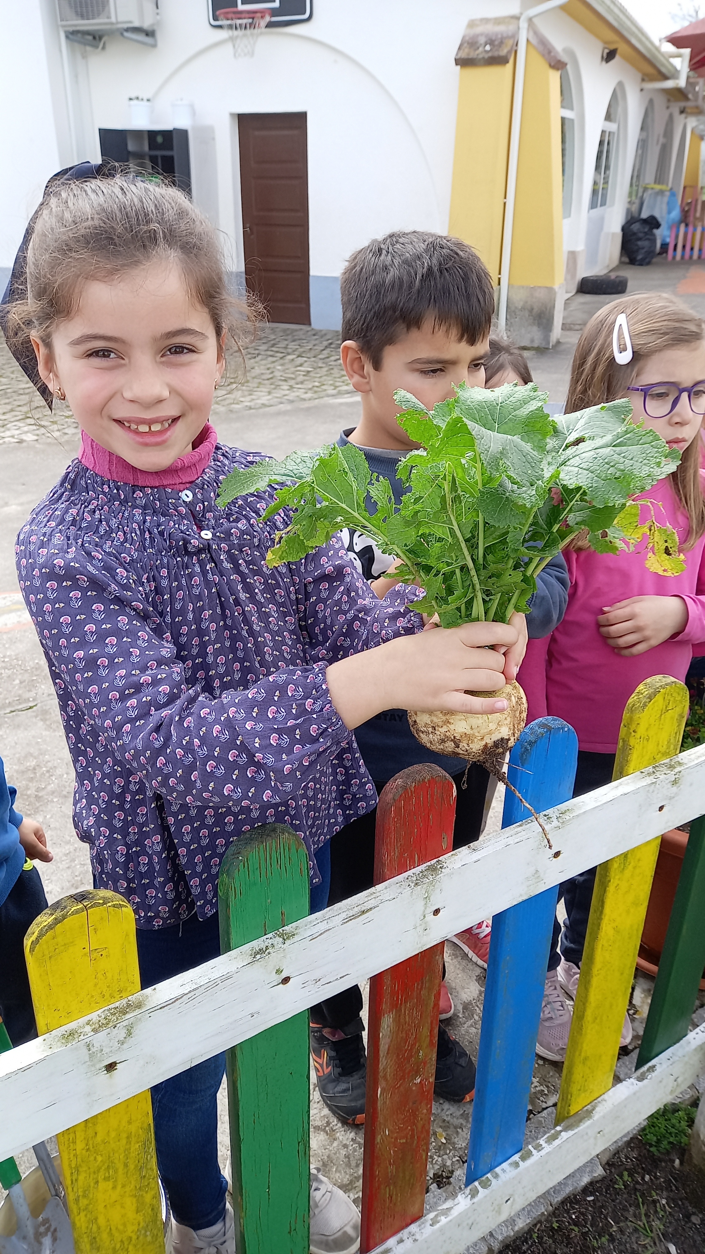 Apanharam-se os nabos, plantados inicialmente em outubro.