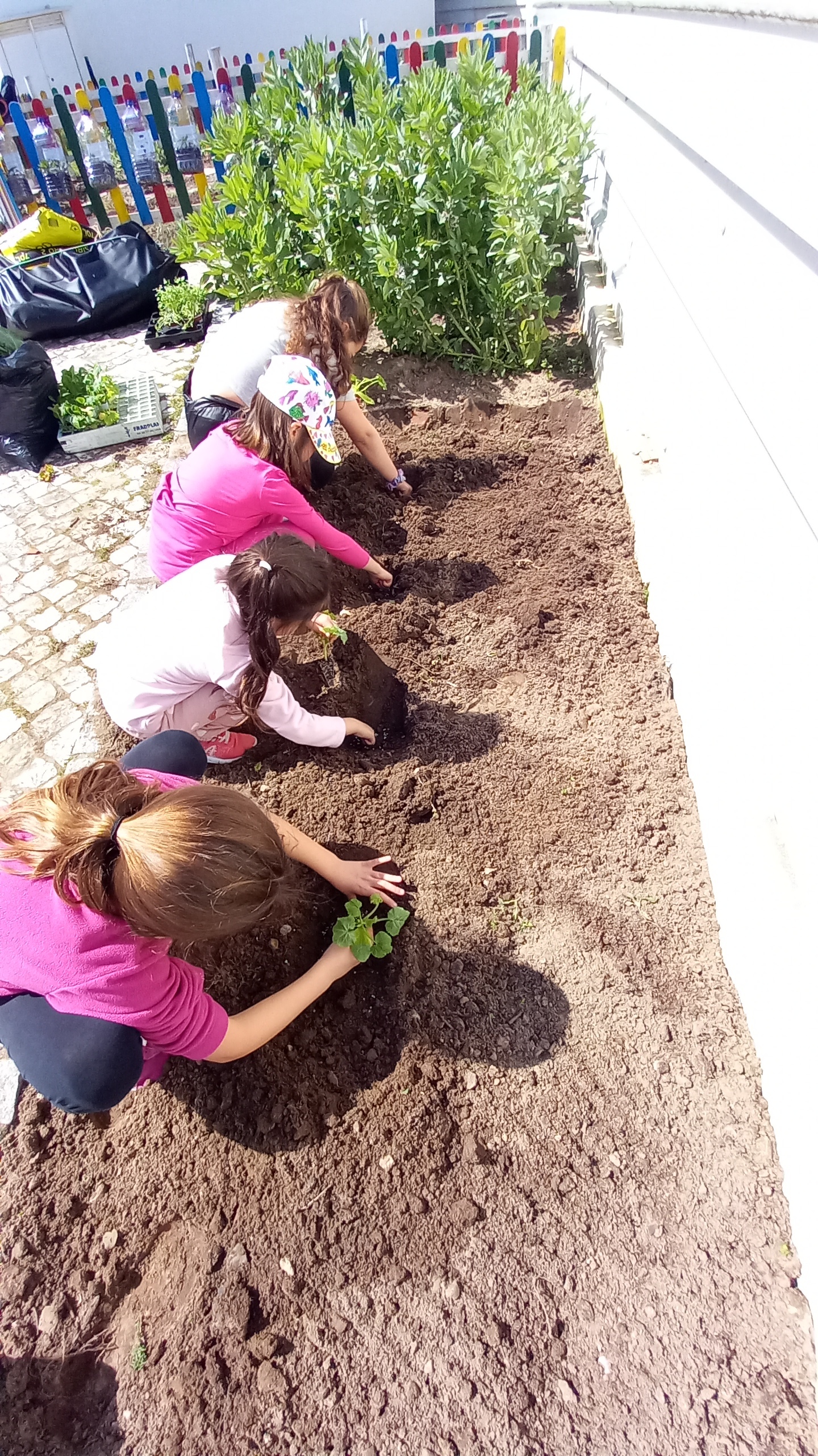 Plantaram-se beringelas, alfaces, cougerttes e outras plantas.
