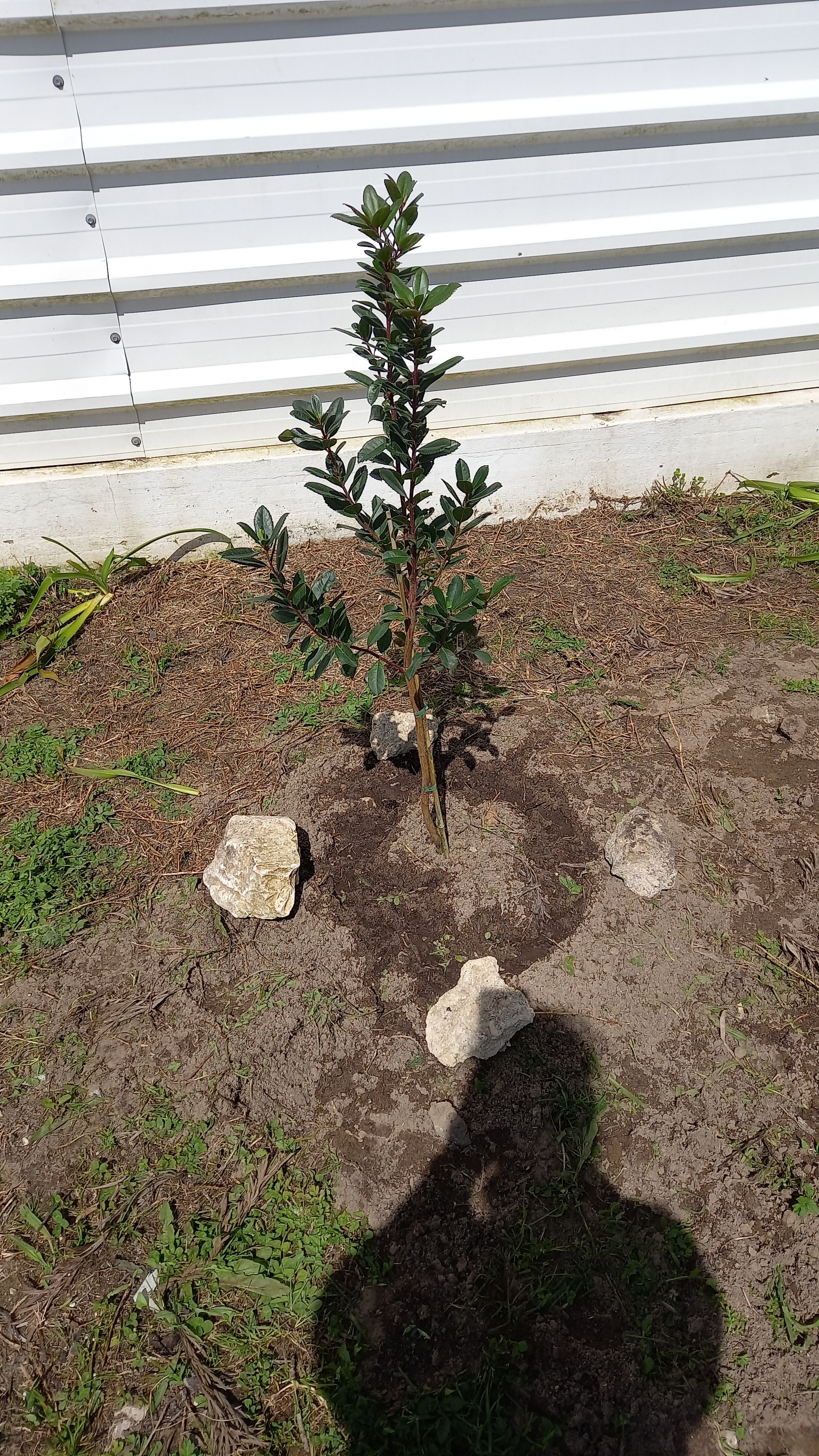 Plantou-se junto à horta um Medronheiro.