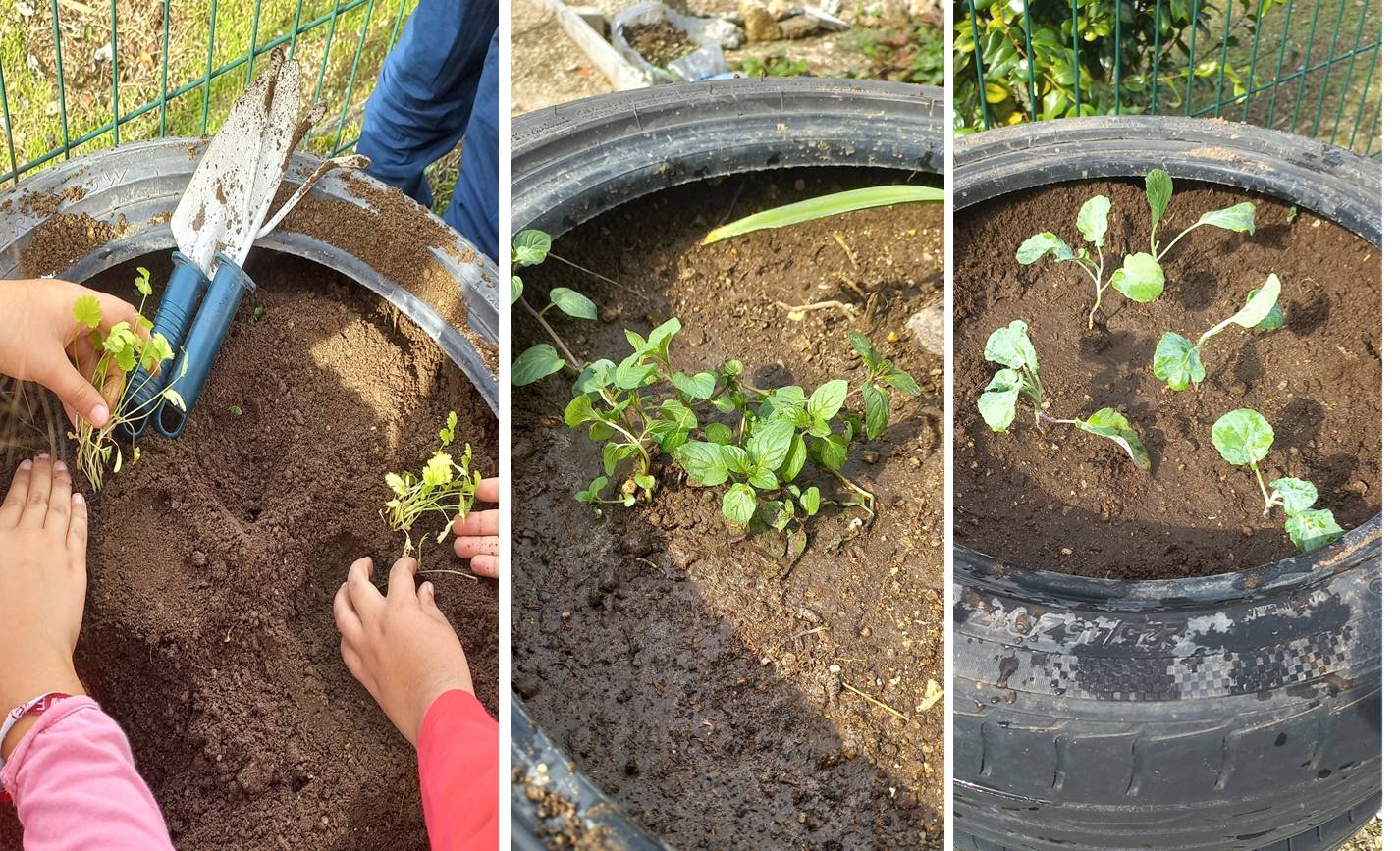 Novas plantações nos pneus reciclados...mais tarde serão replantadas no terreno da hortinha.