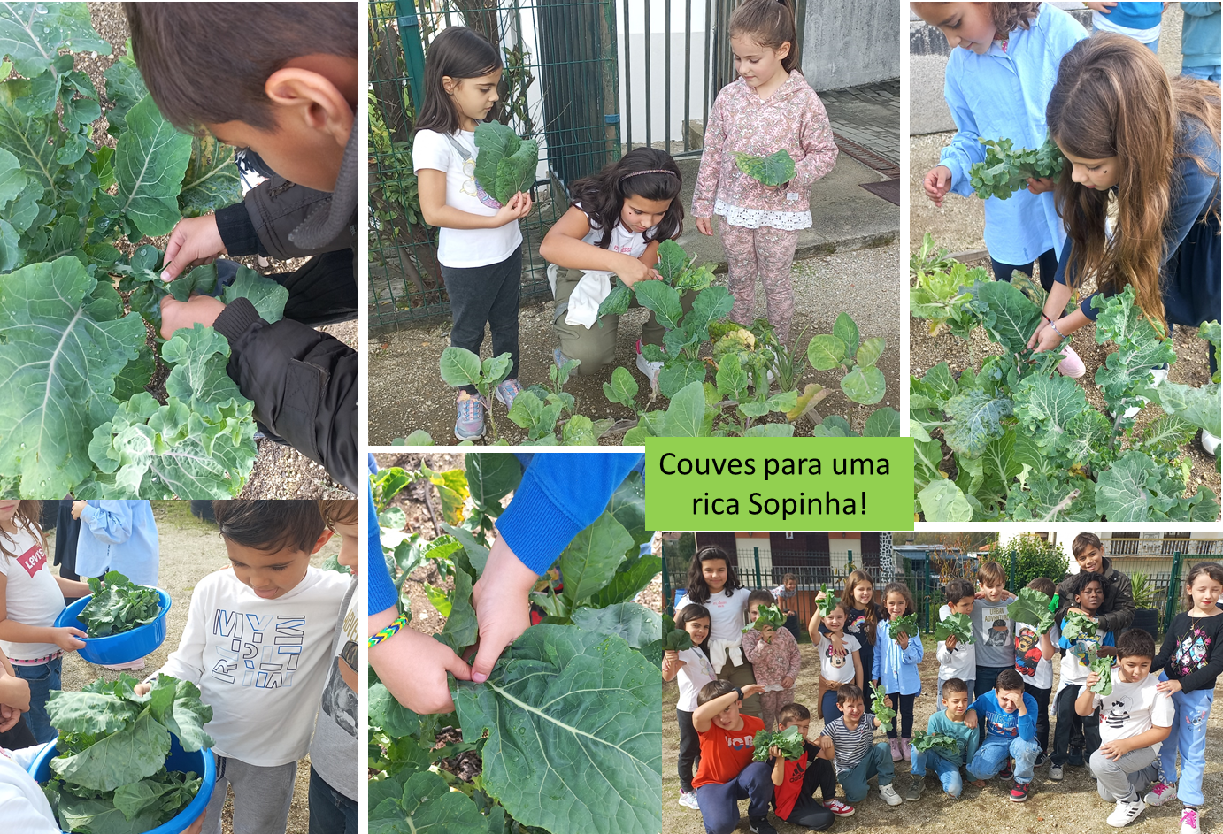 "Padrinhos" do 4º ano e "Afilhados" do 1º ano colhem folhas de couve da hortinha para fazer na cantina uma deliciosa sopinha!