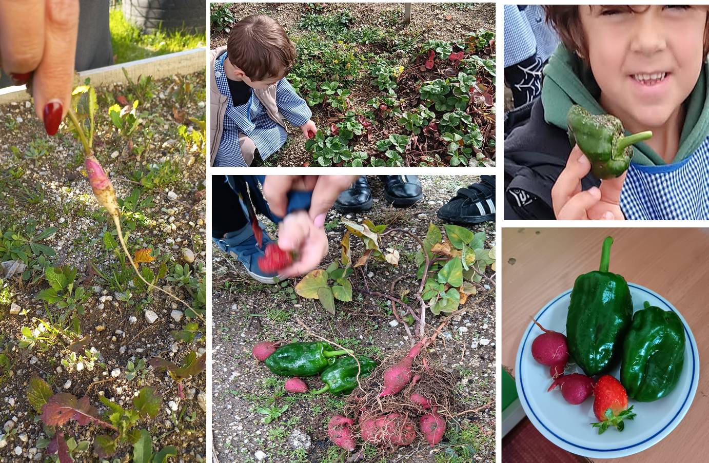 Primeiras colheitas_ Morangos_ Pimentos e Rabanetes, colheram os mais pequeninos do Pré-escolar!