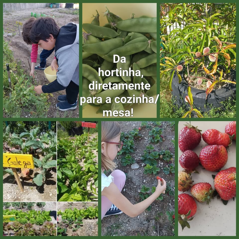 Diretamente da Hortinha Biológica para a cozinha/mesa!
