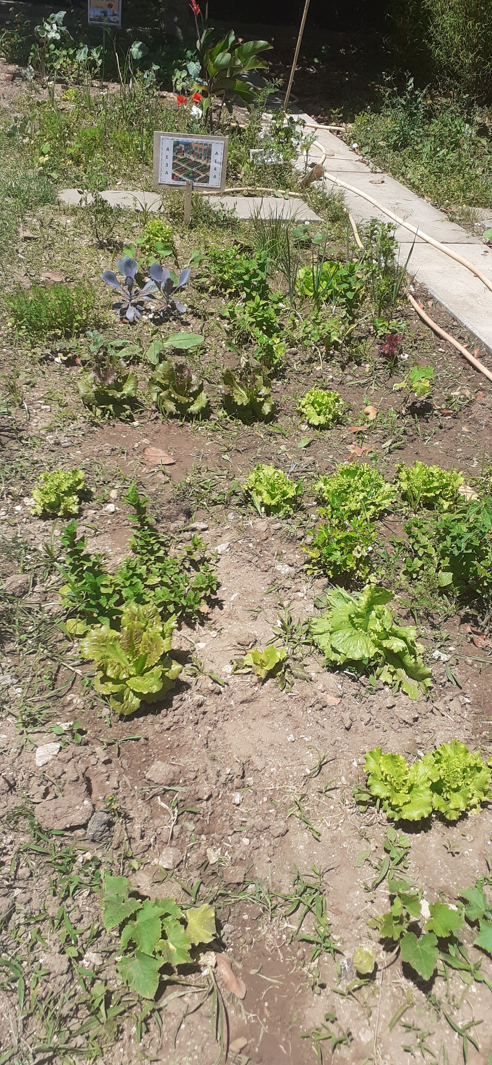 Horta dos 3º e 4º anos