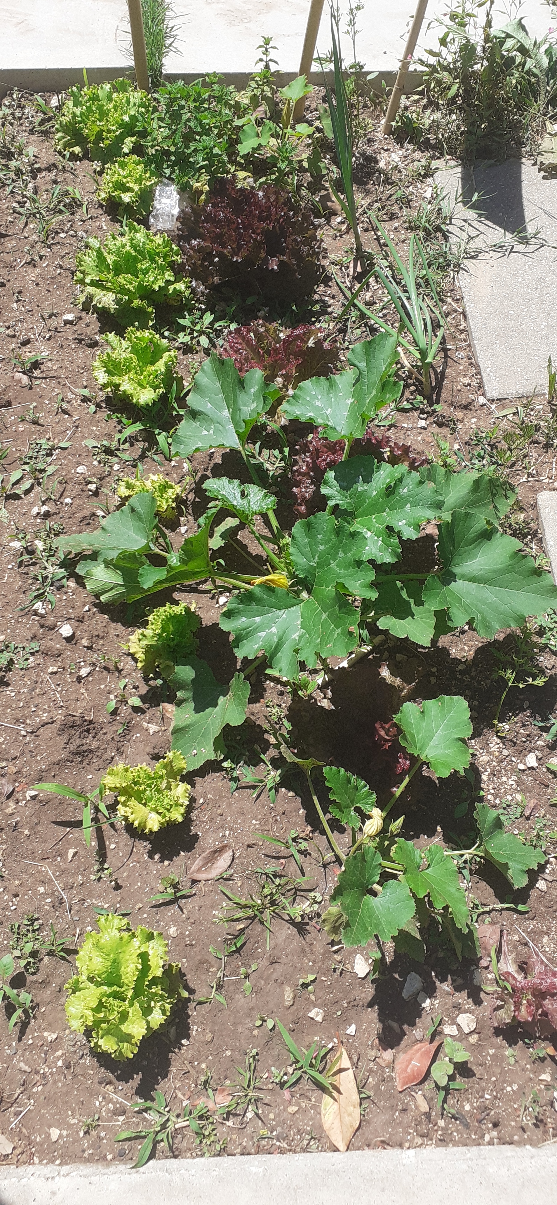 A curgete em flor