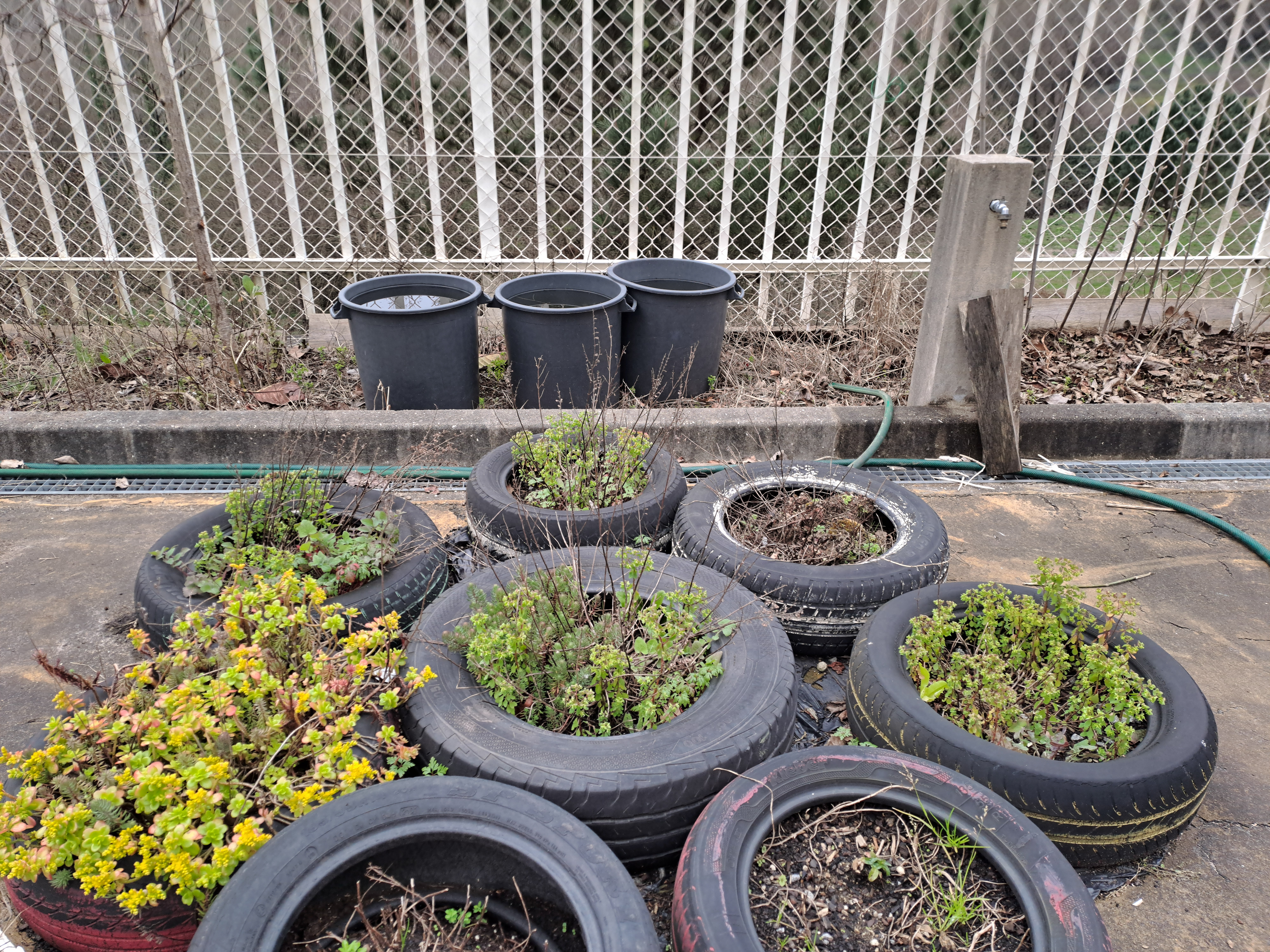 Recolha de água da chuva e plantas aromáticas