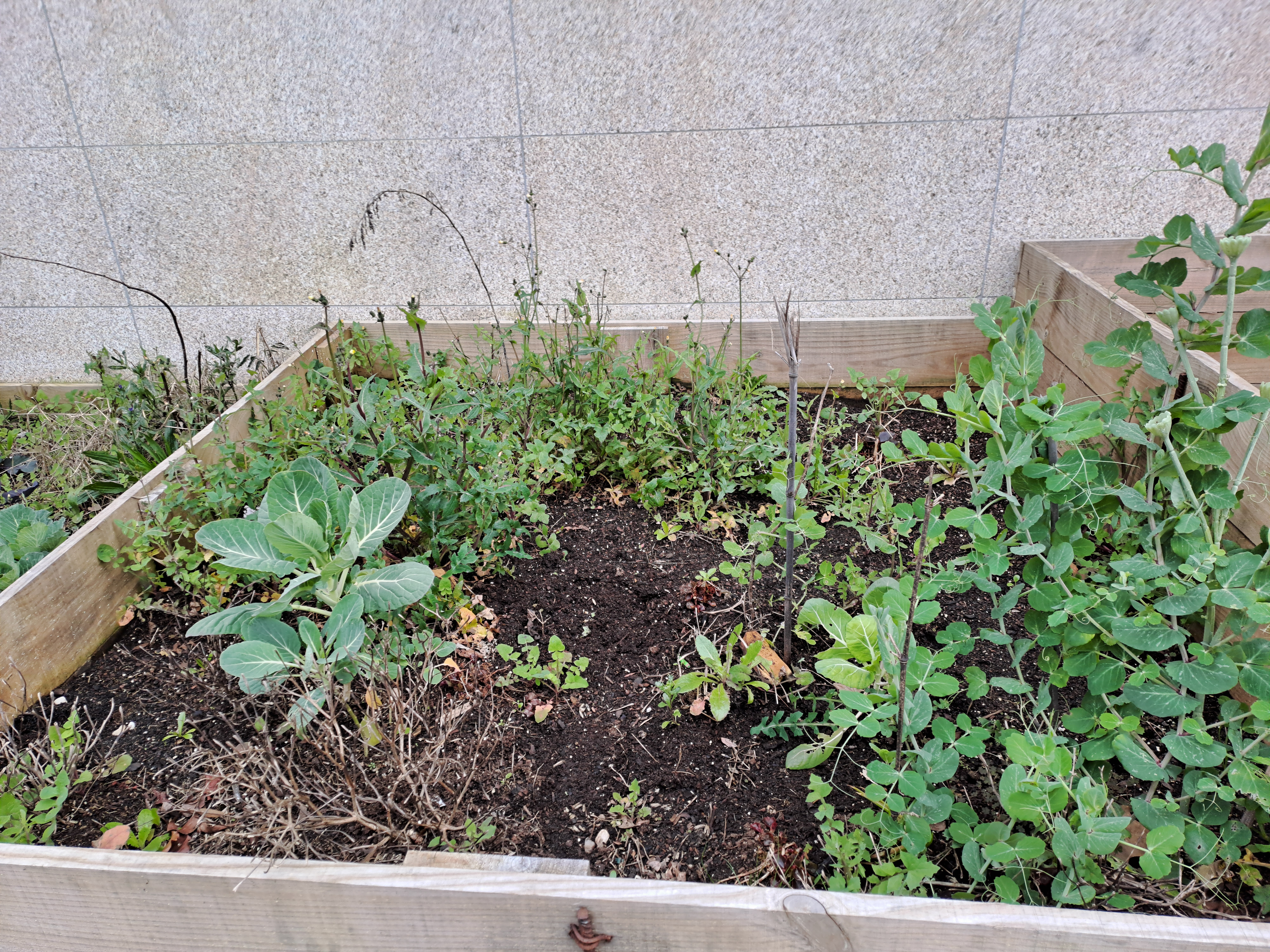 As plantas de inverno