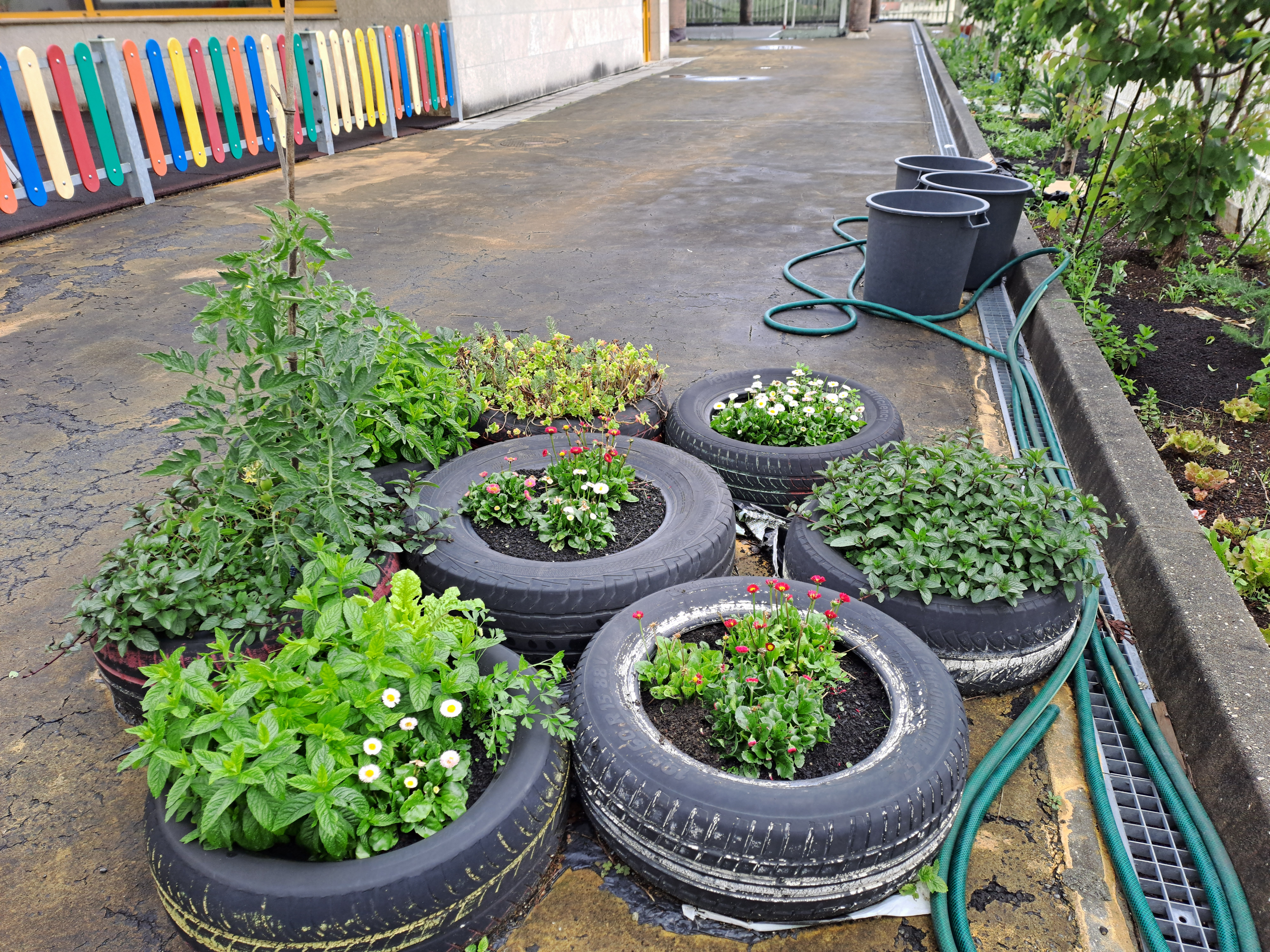 As flores e as plantas aromáticas - Zona mais cuidada pelos alunos da Educação Especial
