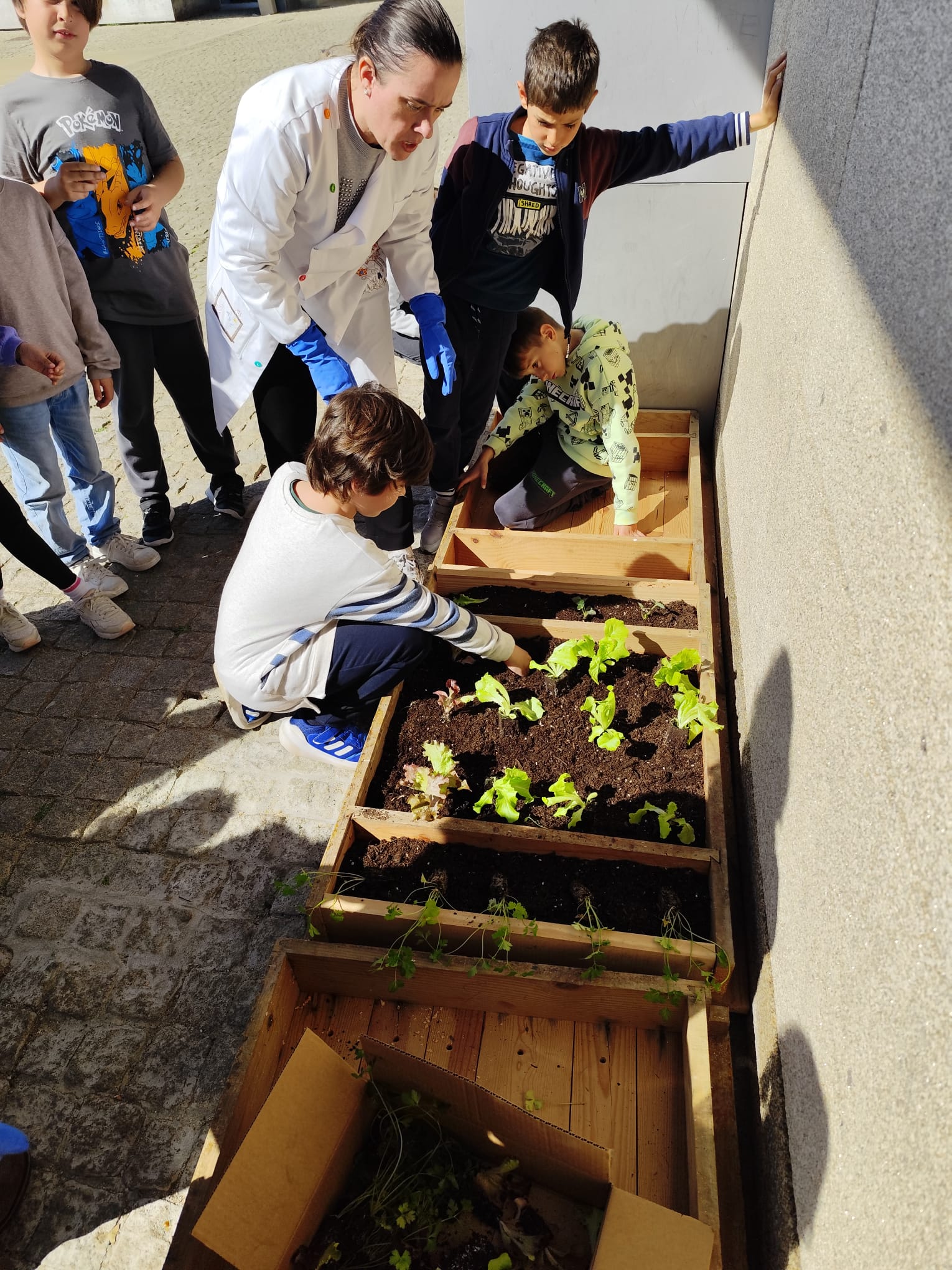 Plantando alfaces.