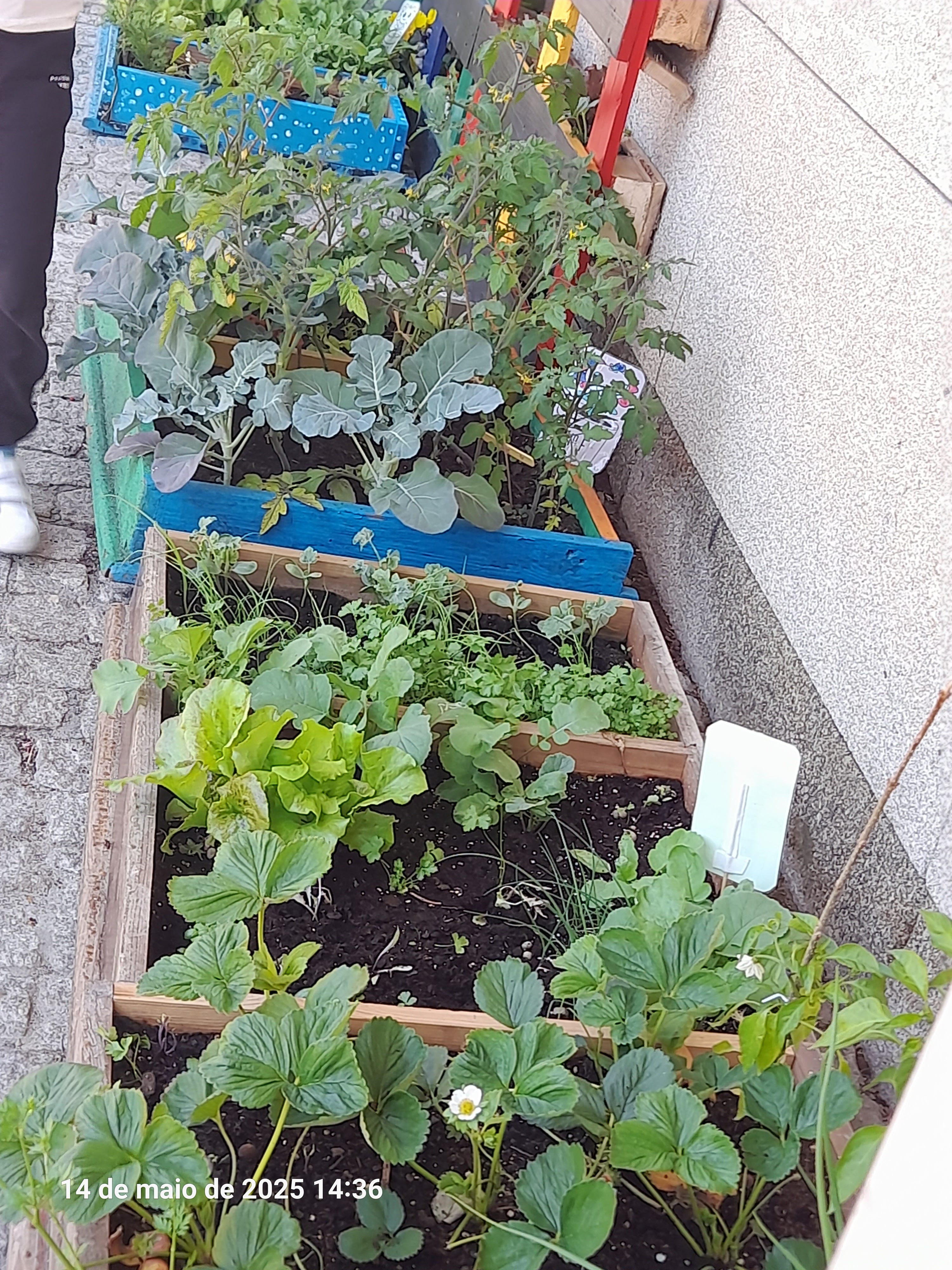 Couves, alface, ervas aromáticas, ...