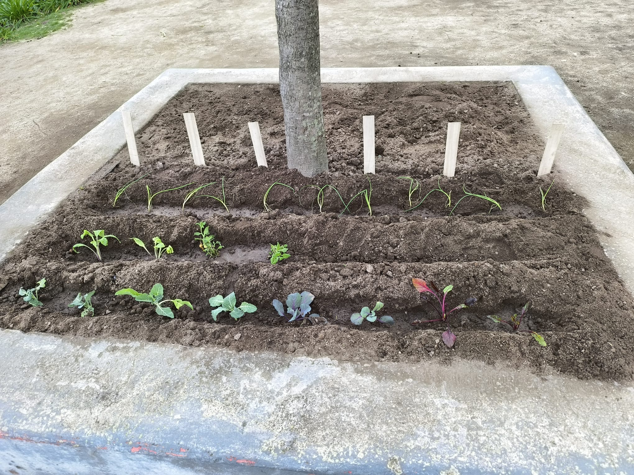 primeira plantação: cebolo, beterraba, couve-flor, brócolo, couve roxa, espinafres...