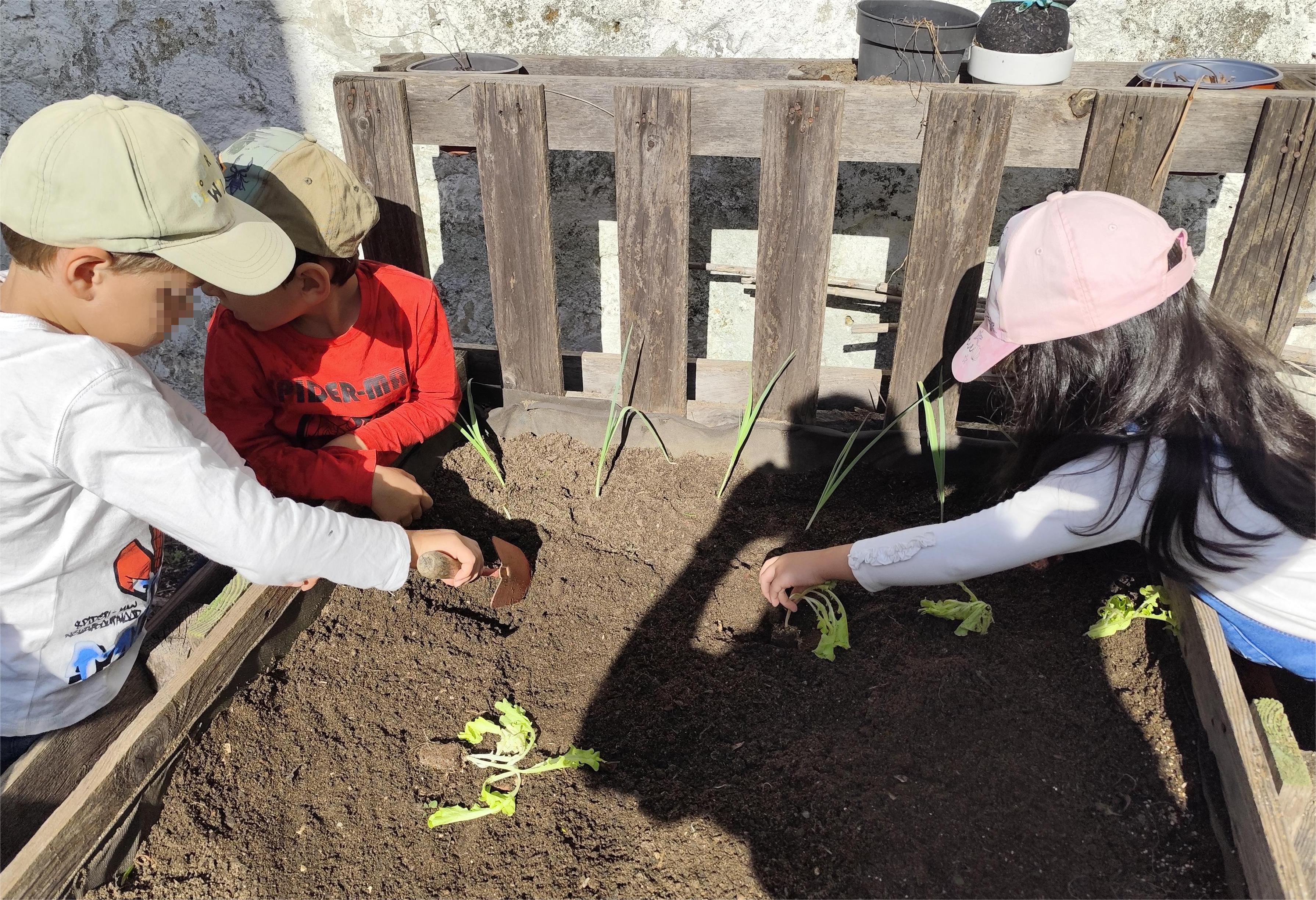 Plantação de legumes - outubro