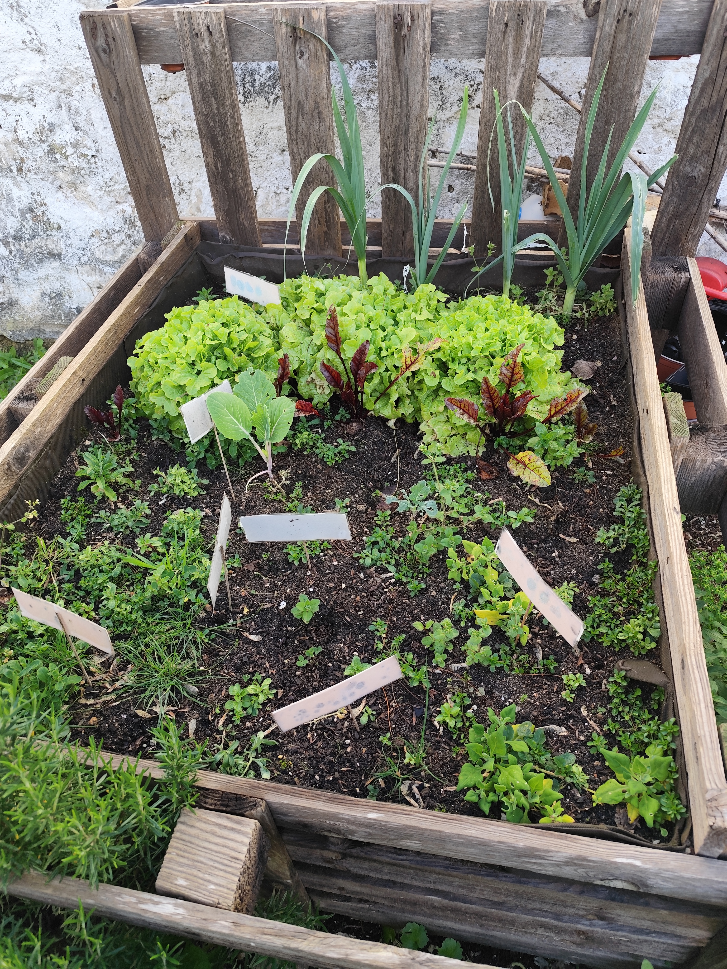 Horta em fevereiro