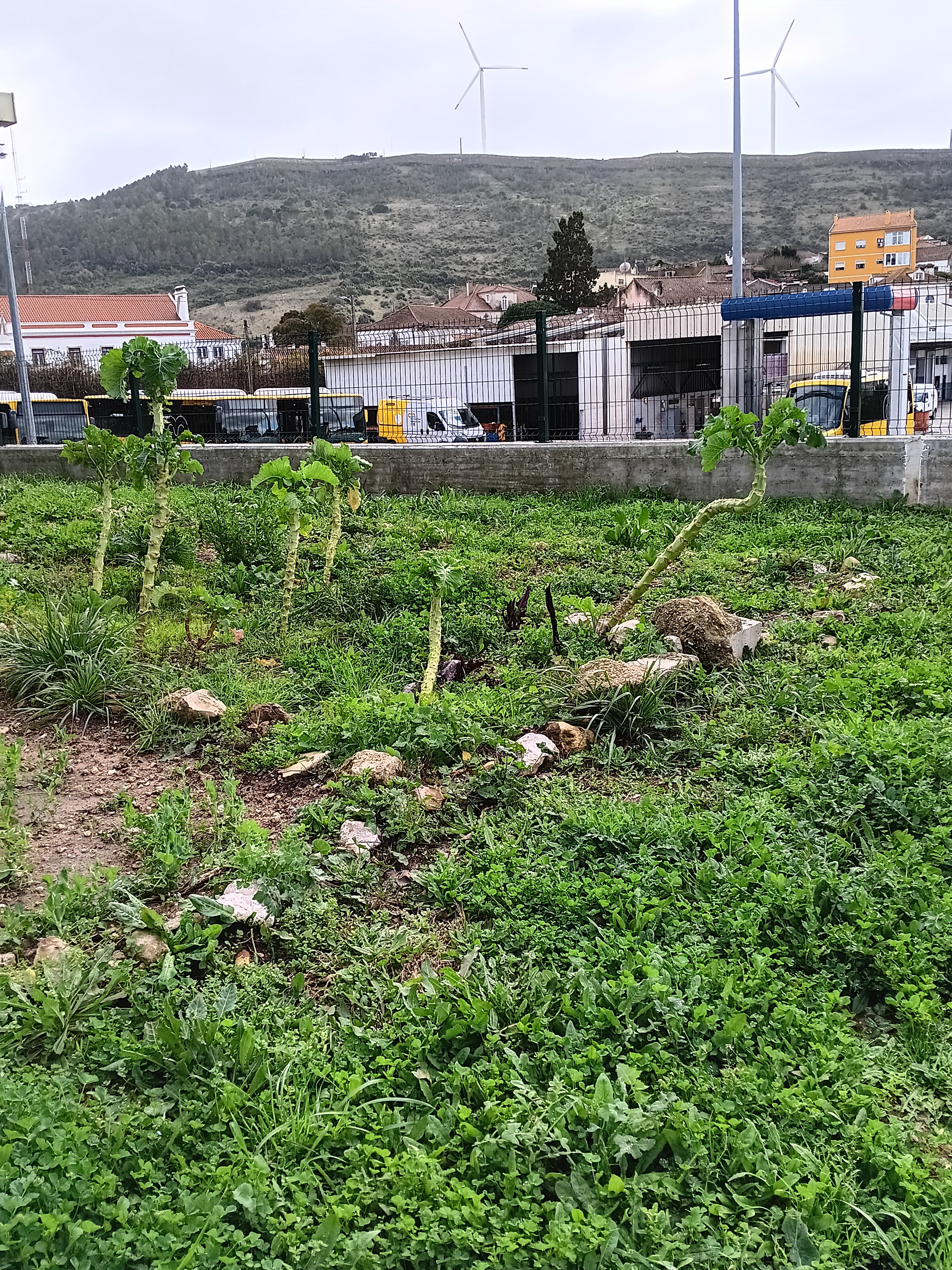 Horta_Bio_Bucelas
Primeiras plantações.
