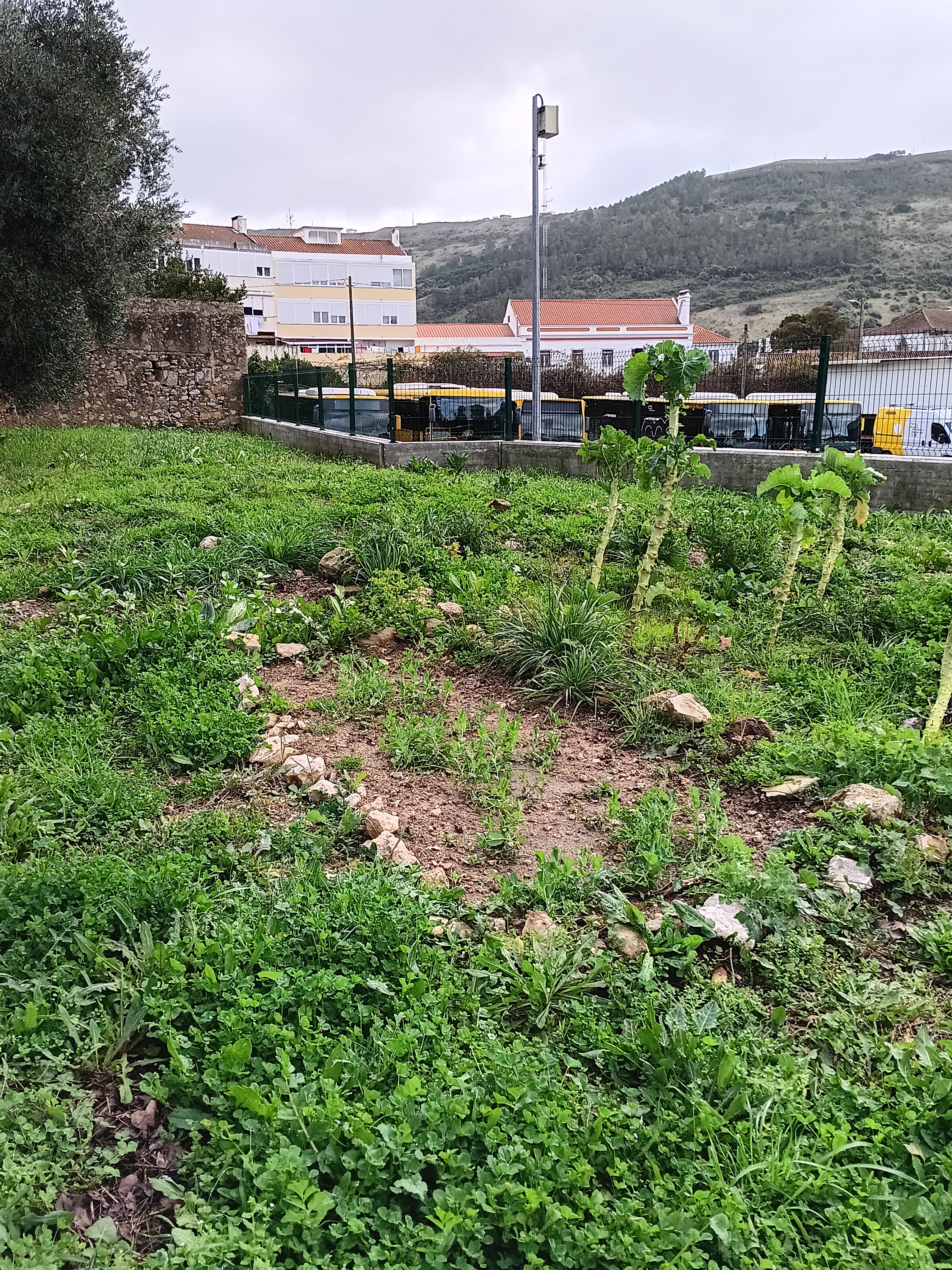 Horta_Bio_Bucelas_1
Primeiras plantações.