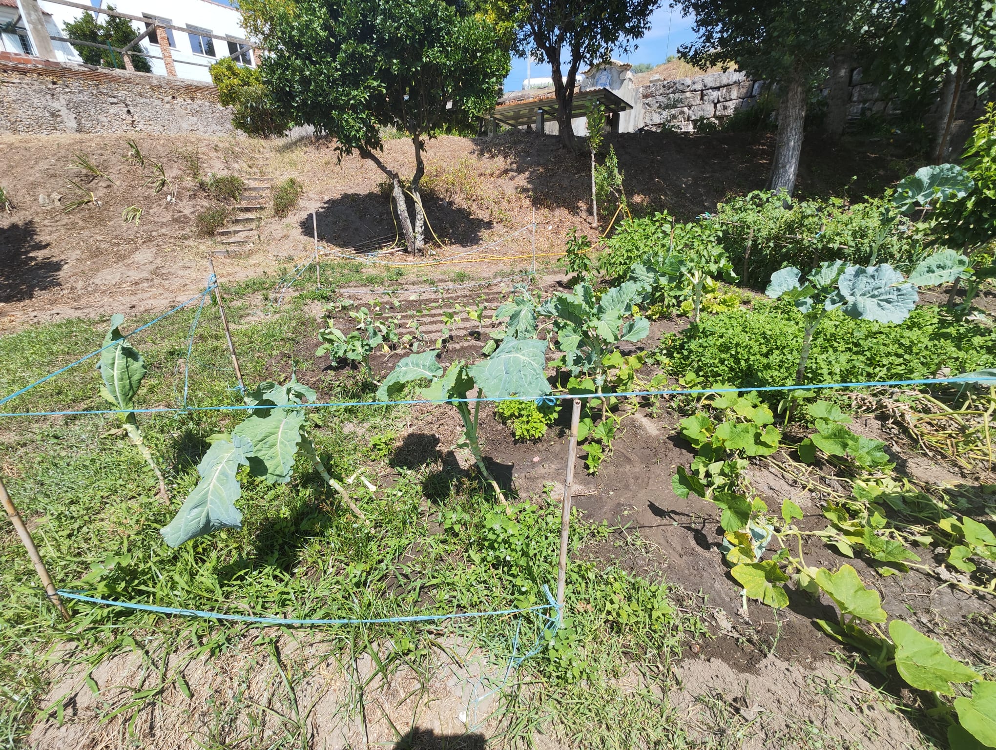Início plantação