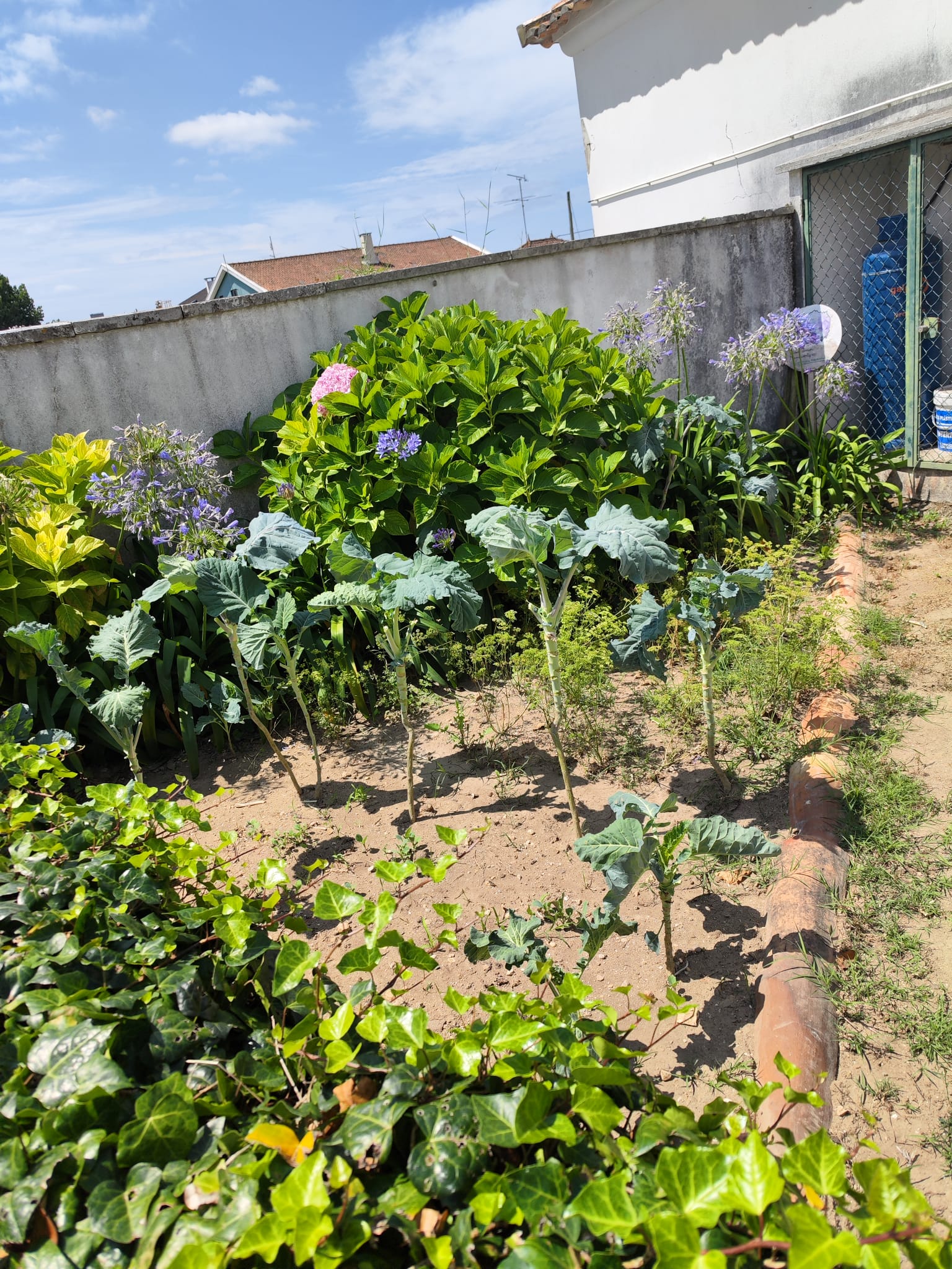 Área dos hortos