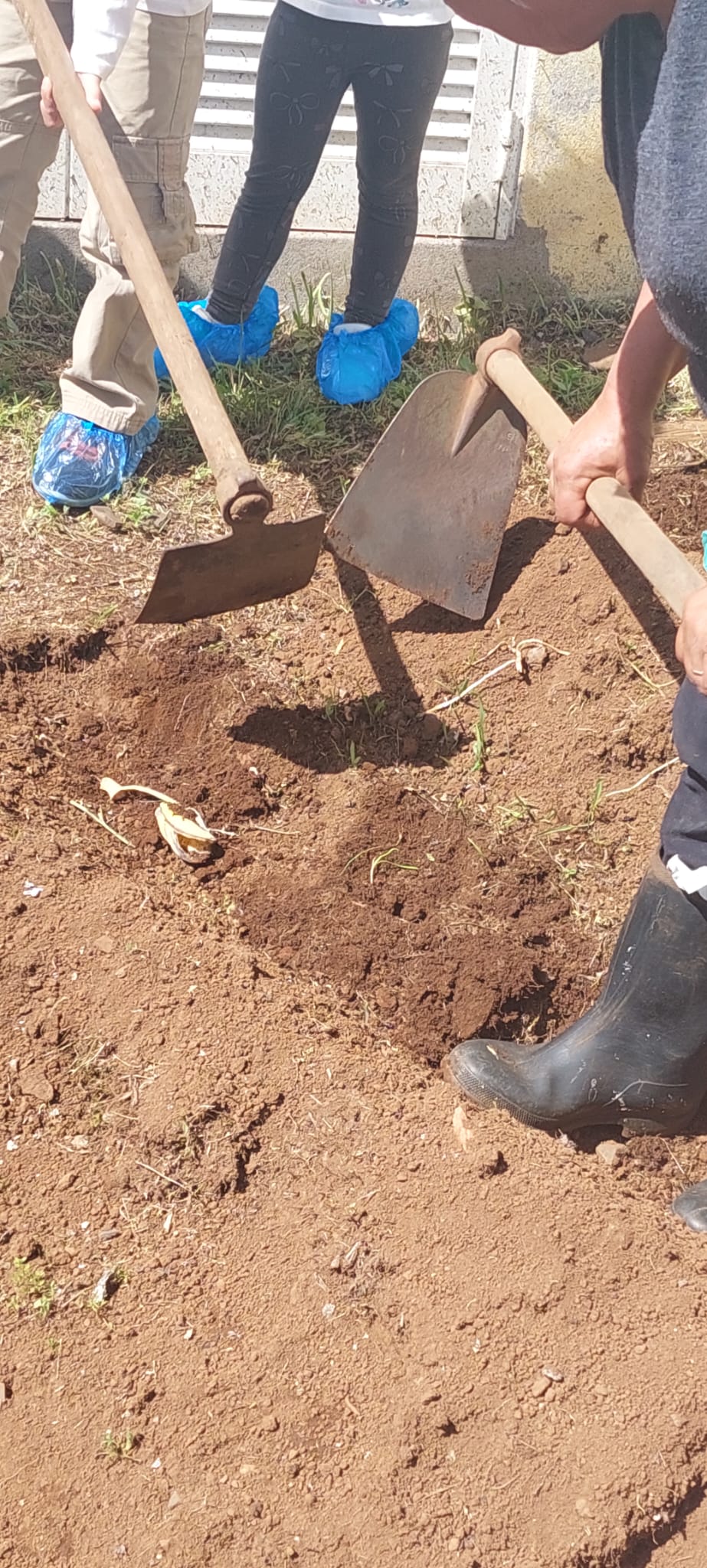 Preparação da horta - Nesta fase as ervas foram apanhadas e foi lavrada a terra para estar preparada para receber o milho e o trigo.