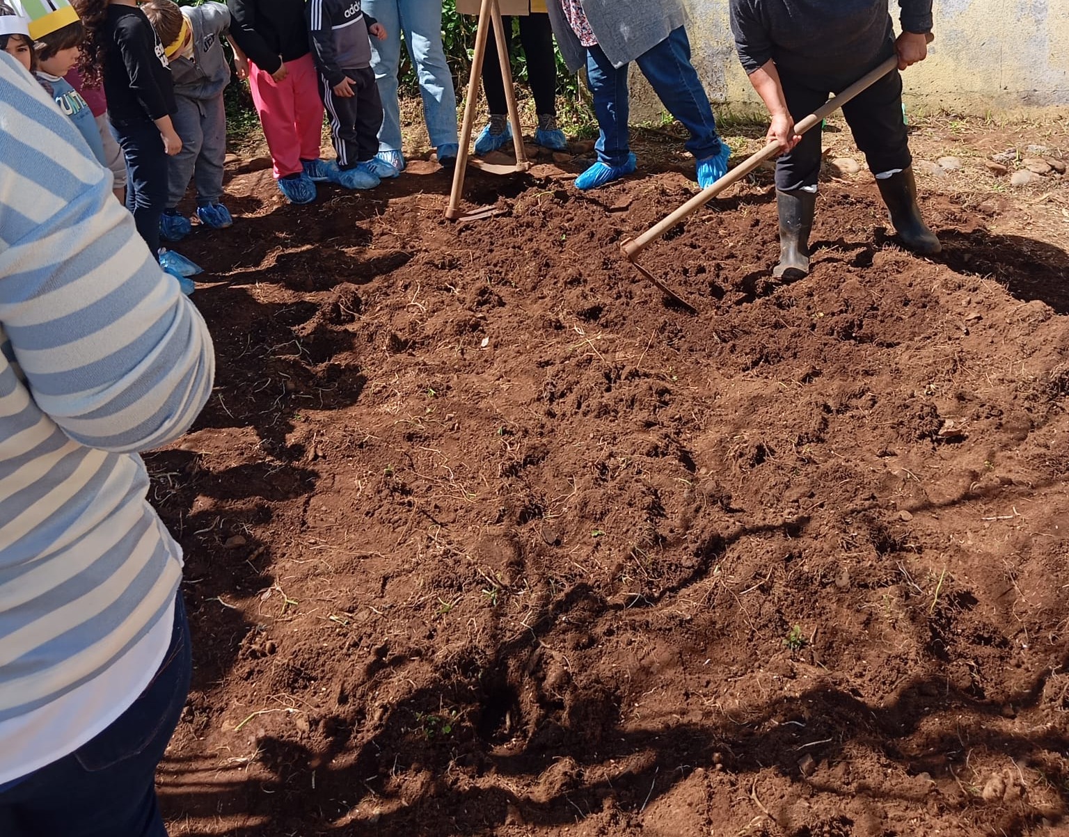 Lavrar a terra - Os alunos do 1.º ciclo tiveram a oportunidade de usar ferramentas, as enxadas, para revirar e preparar o solo para o cultivo do milho.