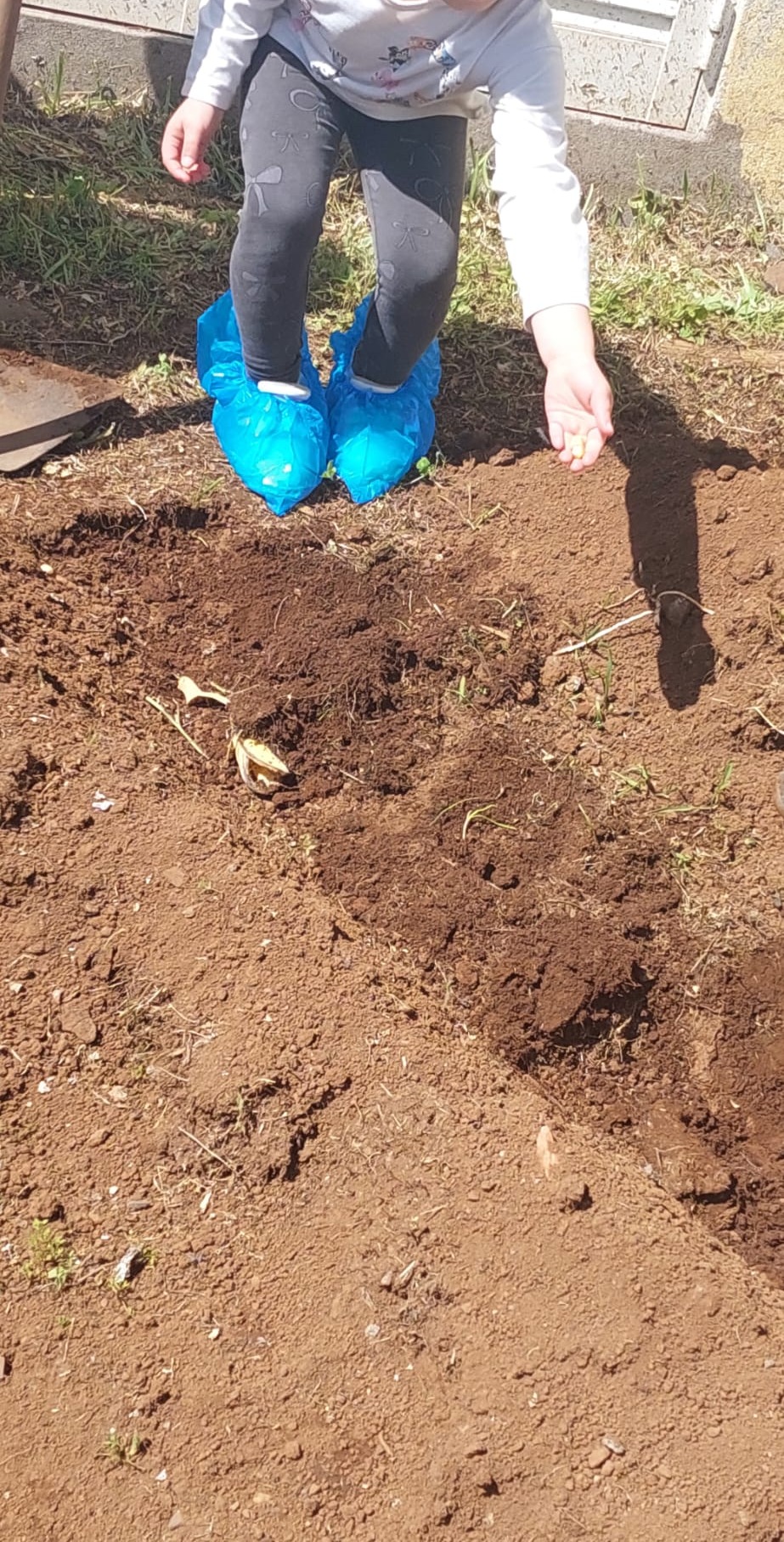 Cultivo do milho - Os alunos do 1.º ciclo são os responsáveis pelo cultivo do milho na horta da escola.