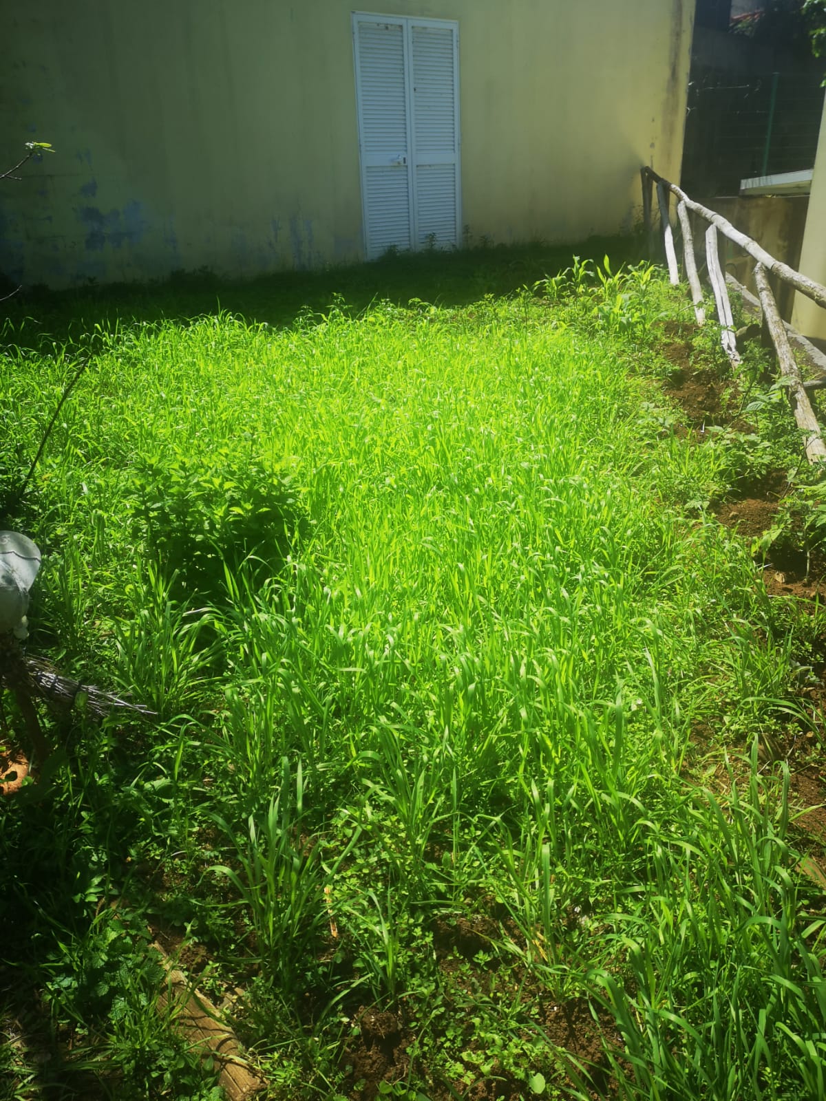 A horta está tão verde!